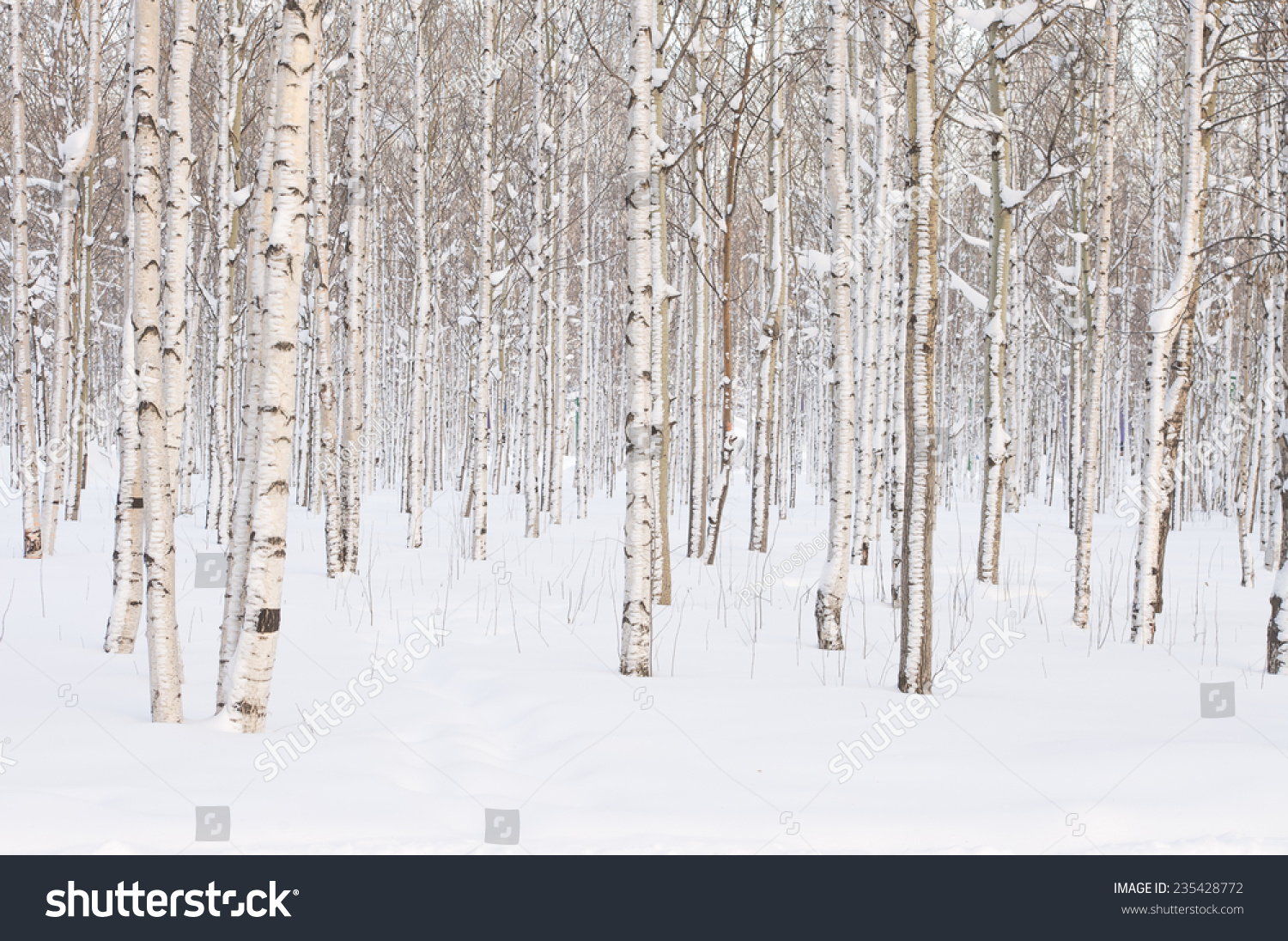 12,958 Winter aspen trees Images, Stock Photos & Vectors | Shutterstock