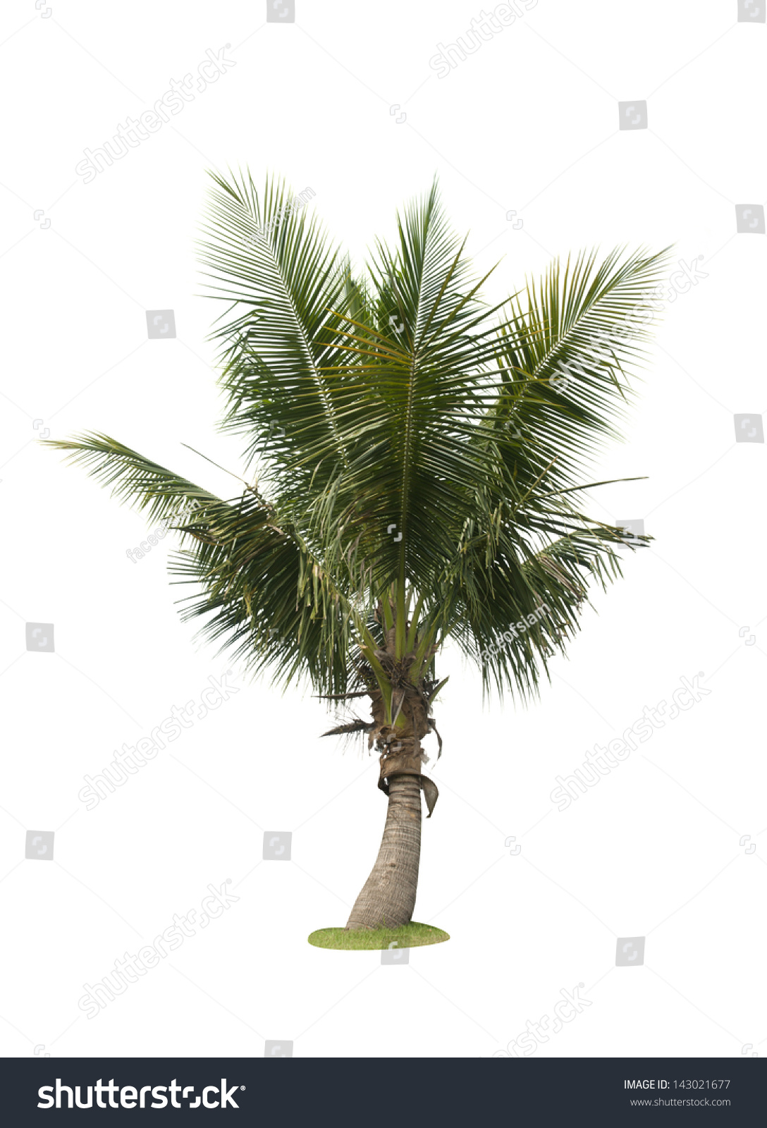 Trees Isolated Stock Photo 143021677 - Shutterstock