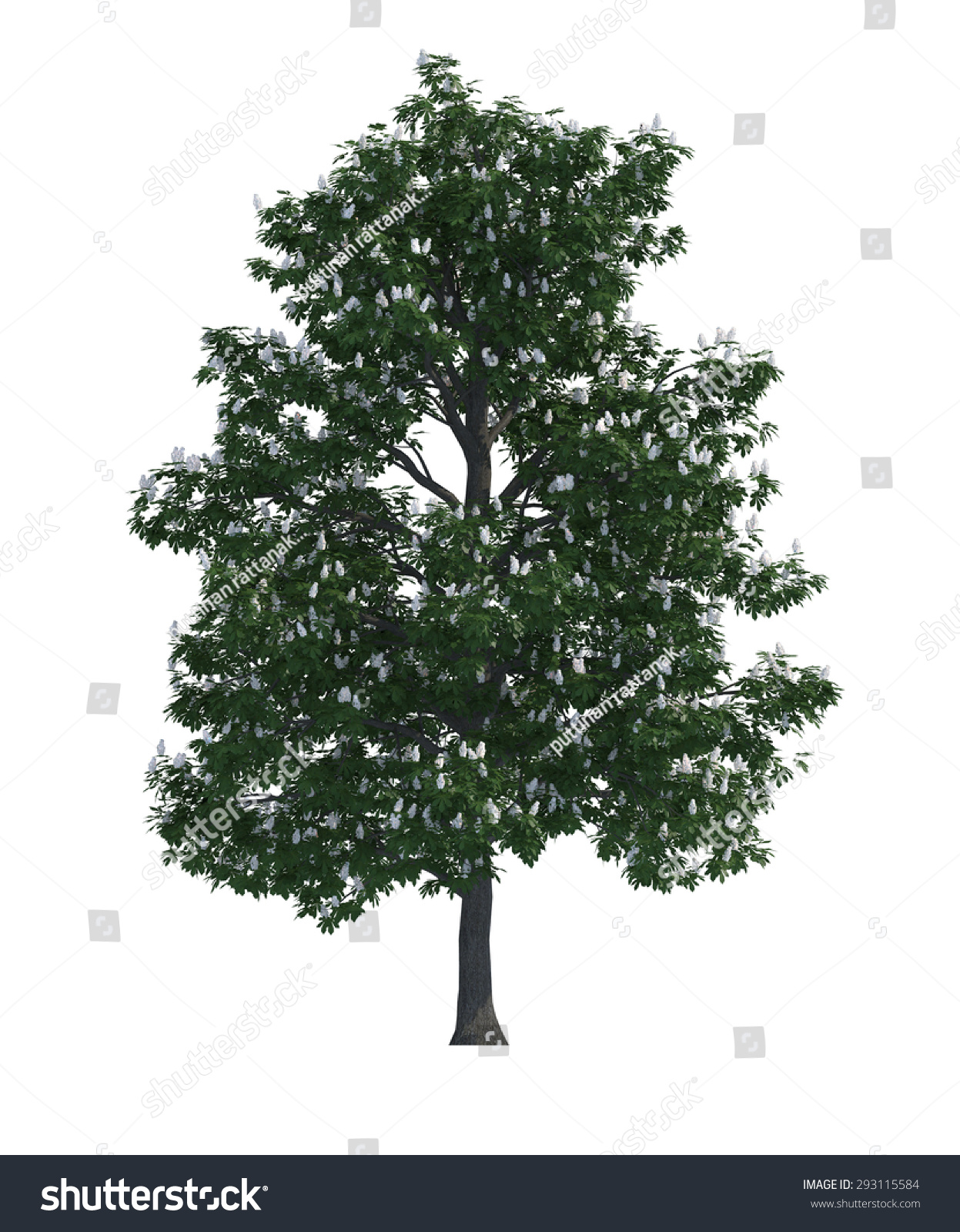 Trees Isolated Collection Stockillustratie 293115584 - Shutterstock