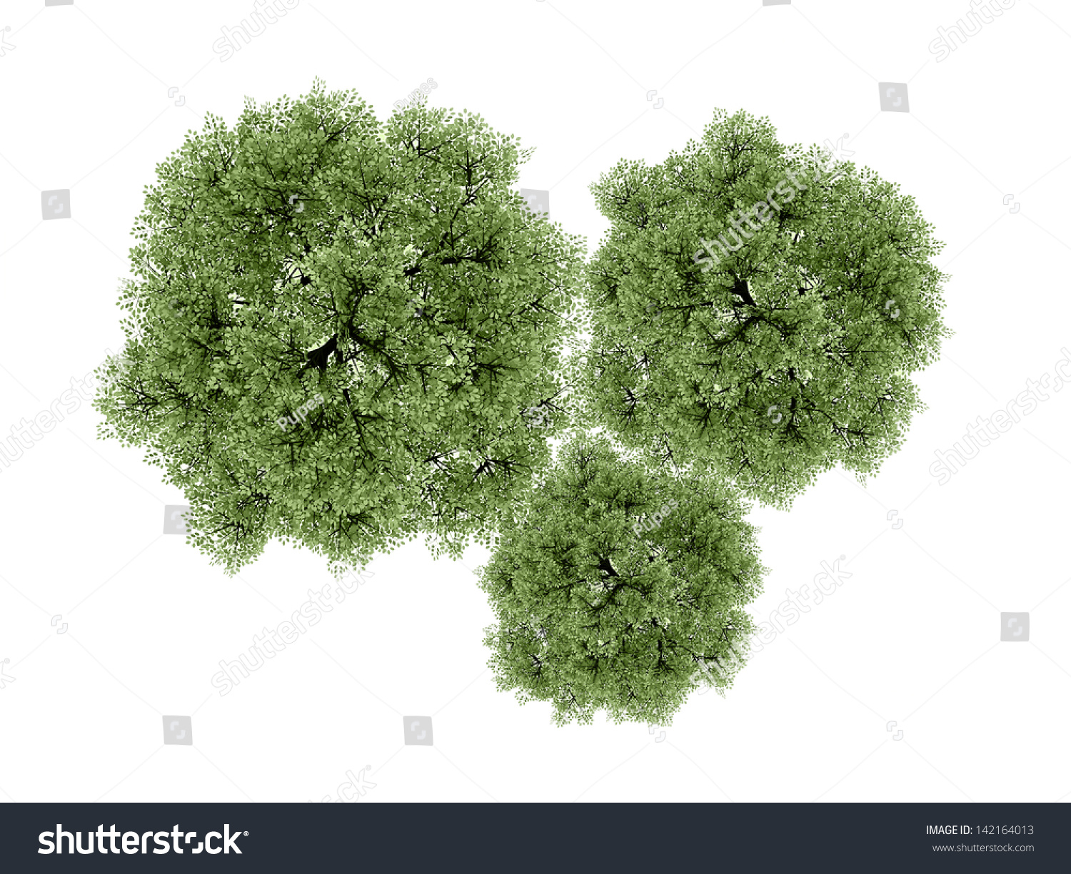 Trees Rendered Isolated On White Background Stock Illustration 142164013