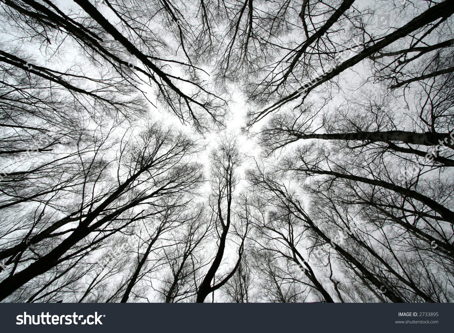 Trees Seen From Bellow - Landscape Perspective Stock Photo 2733895 ...