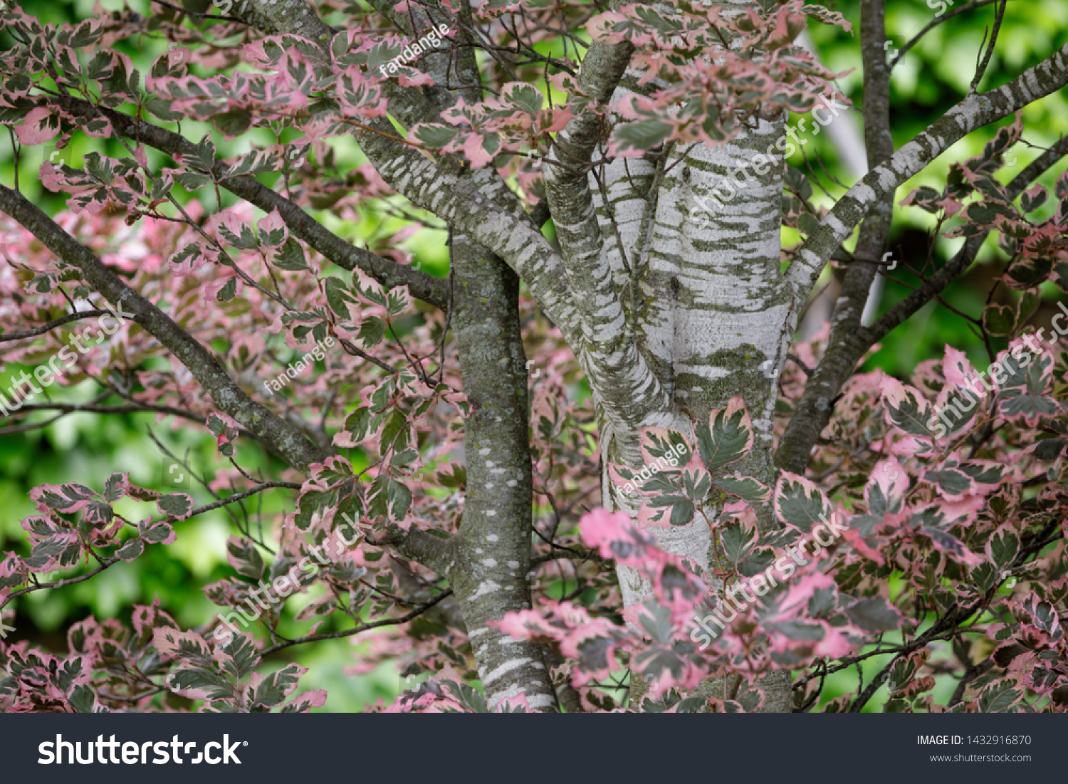 Tricolor Beech Fagus Sylvatica Argenteo Marginata Stock Photo Edit Now 1432916870