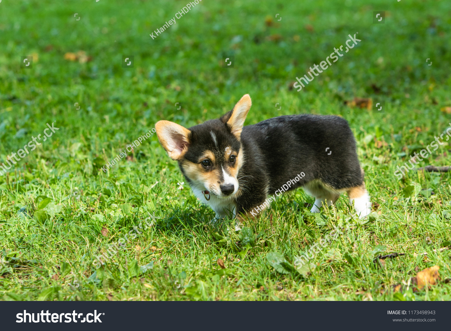 Tricolor Pembroke Welsh Corgi Puppy Playing Stock Photo Edit Now 1173498943