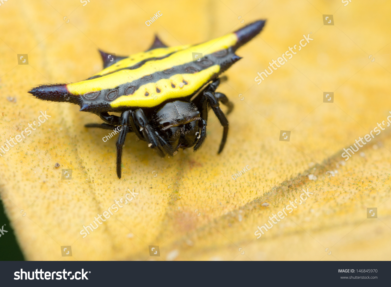 Triangle Shape Spider Sitting On Yellow Leaf Stock Photo 146845970 ...