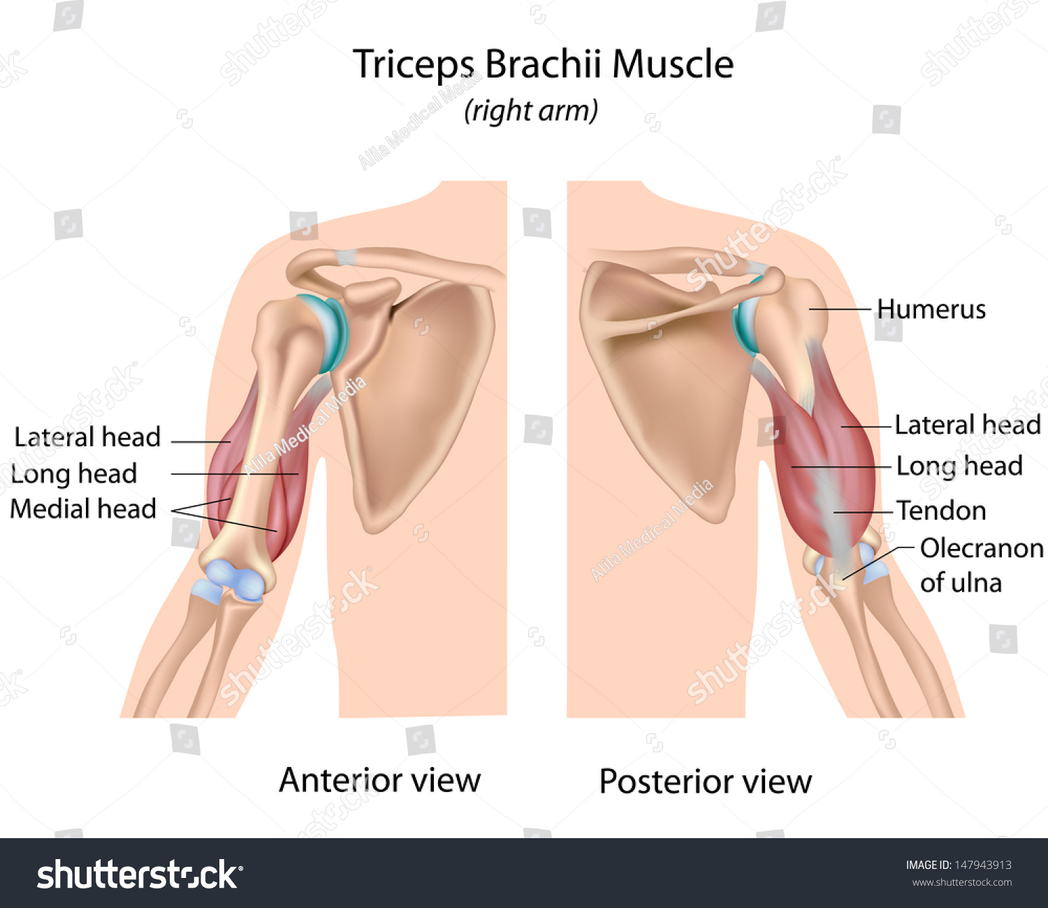 Triceps Brachii Muscle Labeled Stock Illustration 147943913 - Shutterstock