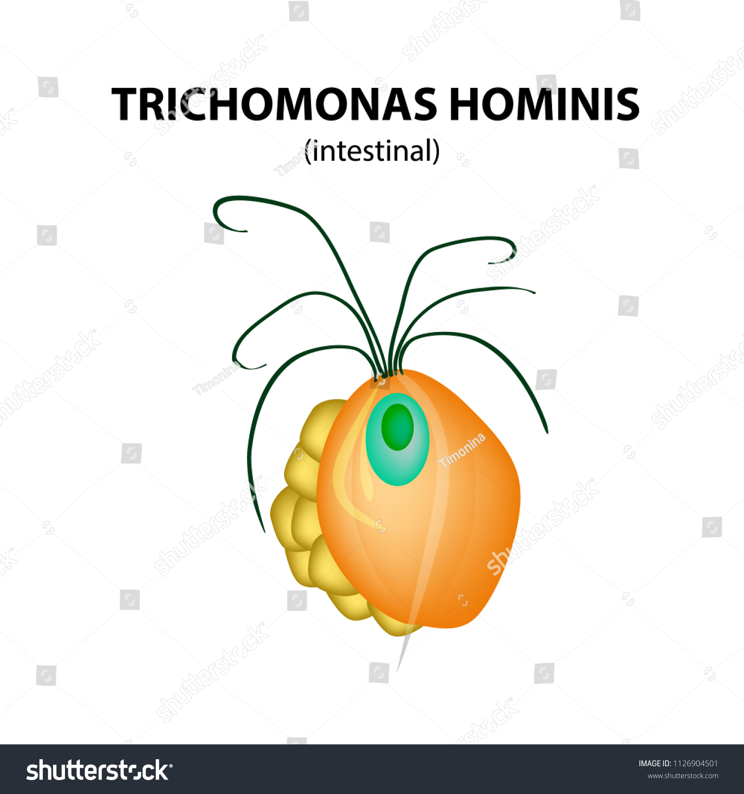 Trichomonas Intestinal Structure Trichomoniasis Urogenital Infection ...