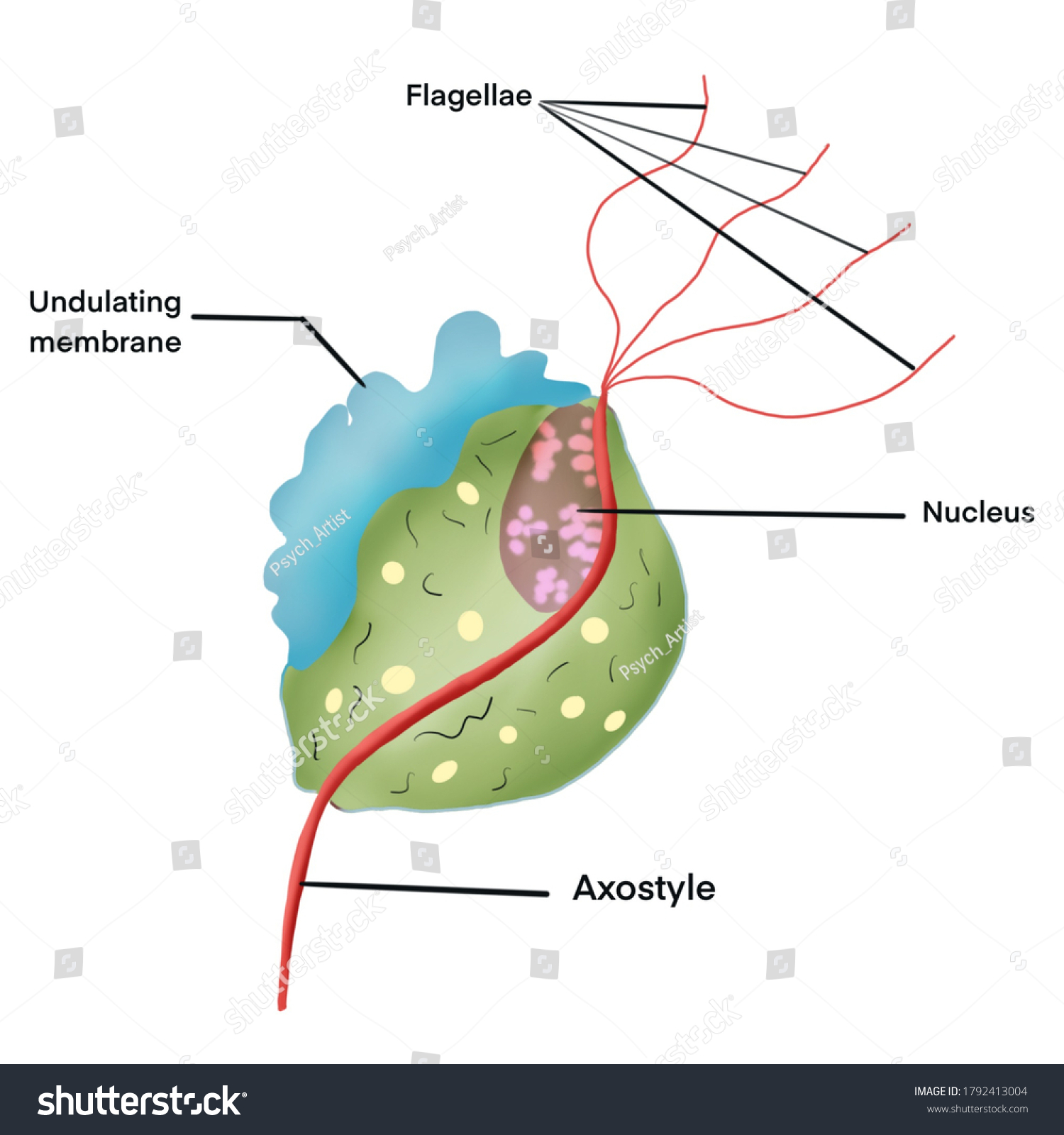 Trichomonas Vaginalis Anaerobic Flagellated Protozoan Parasite Stock ...