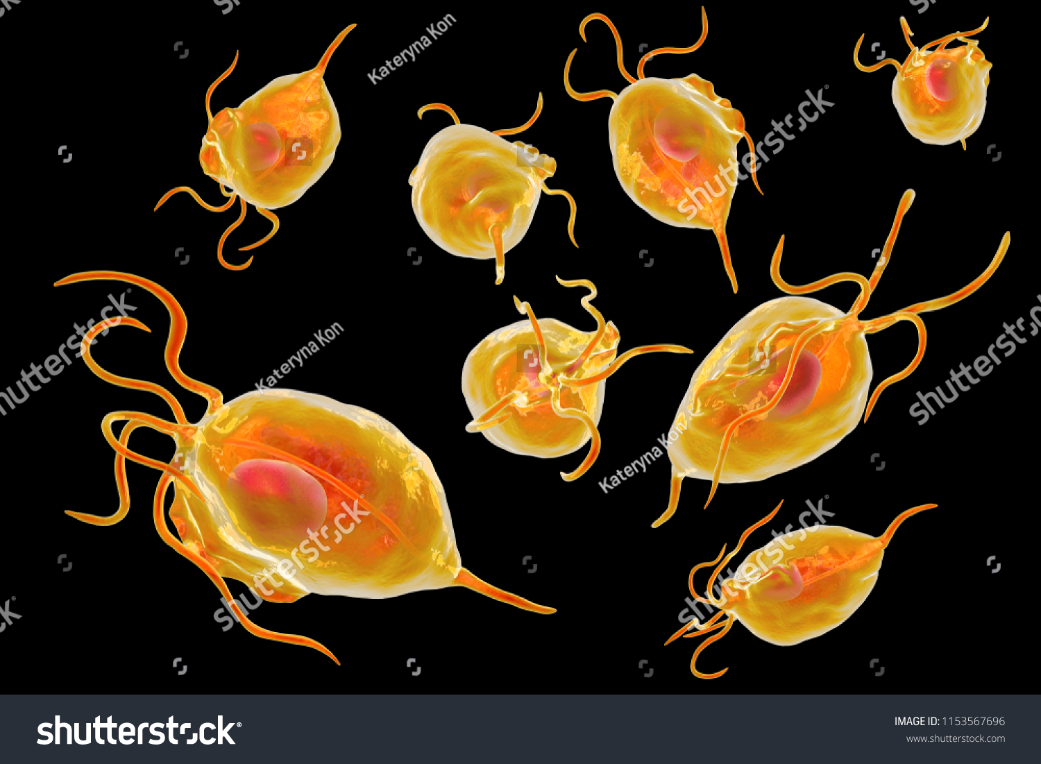 Trichomonas Vaginalis Protozoa 3d Illustration Parasite Stockillustratie 1153567696 9615