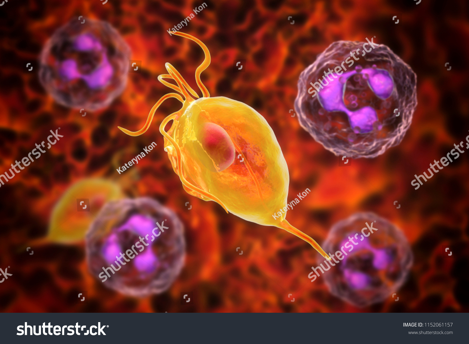 Trichomonas Vaginalis Protozoan Neutrophils D Illustration Stock My Xxx Hot Girl 