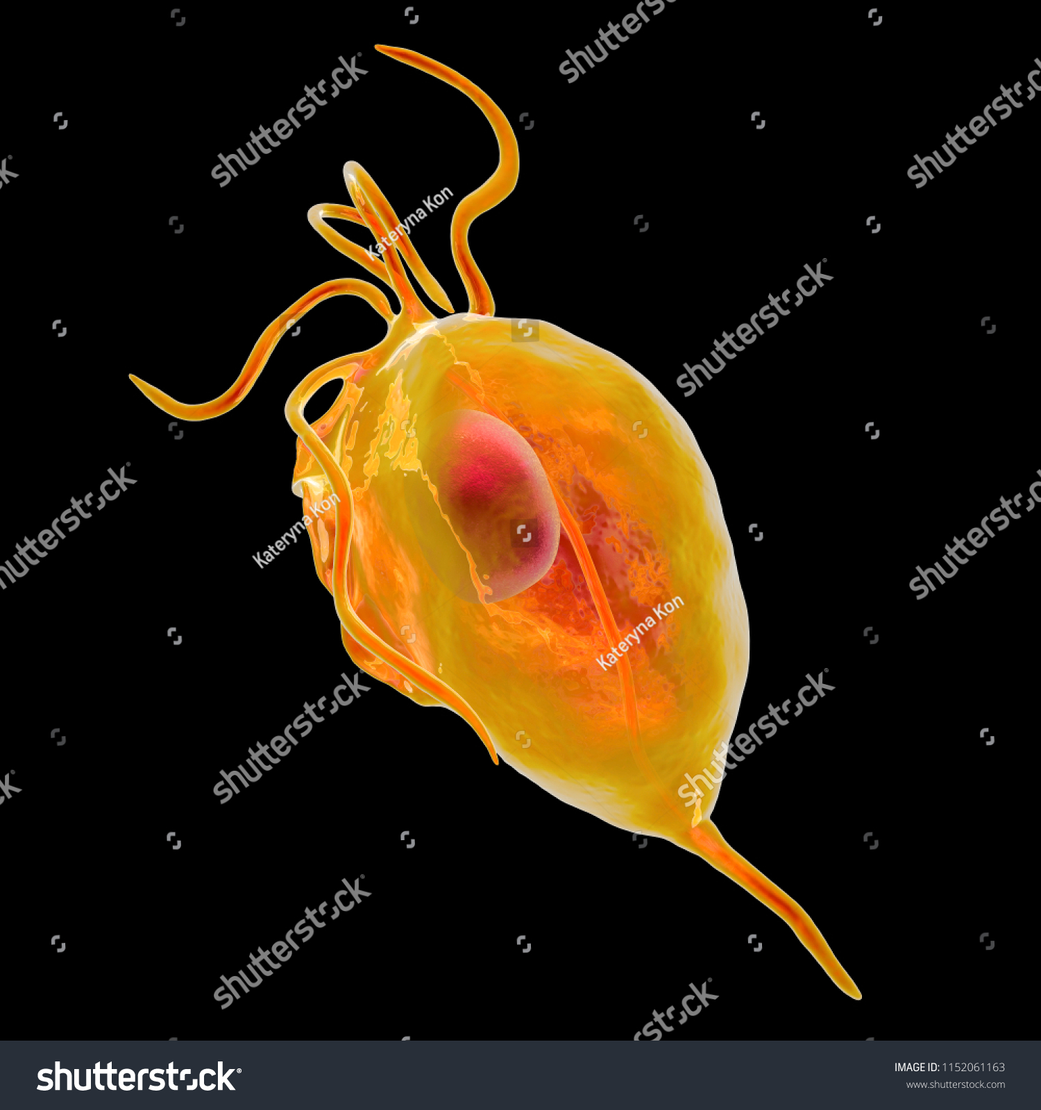 Trichomonas Vaginalis Protozoan Isolated On Black Shutterstock