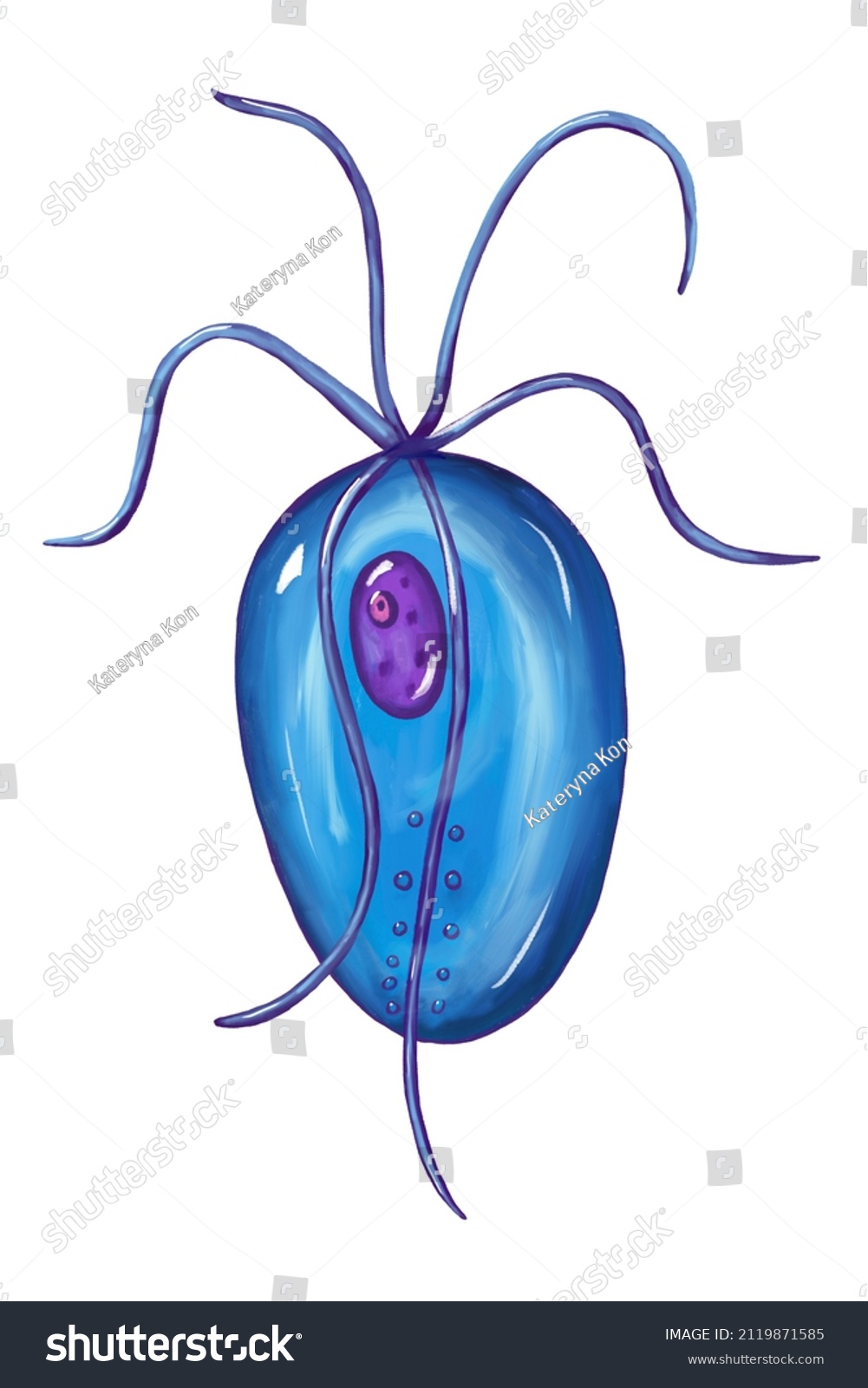 Trichomonas Vaginalis Sexually Transmitted Protozoan Causative Stock Illustration 2119871585 4971