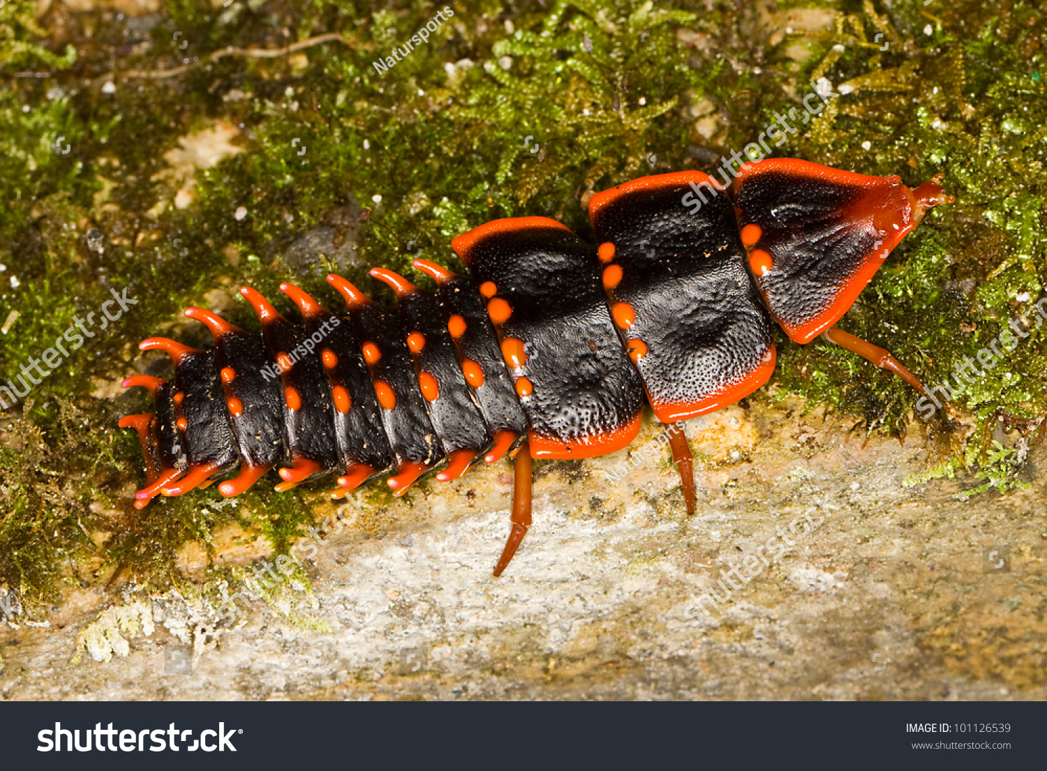 Trilobite Beetle Duliticola Rare Insect Borneo Stock Photo 101126539