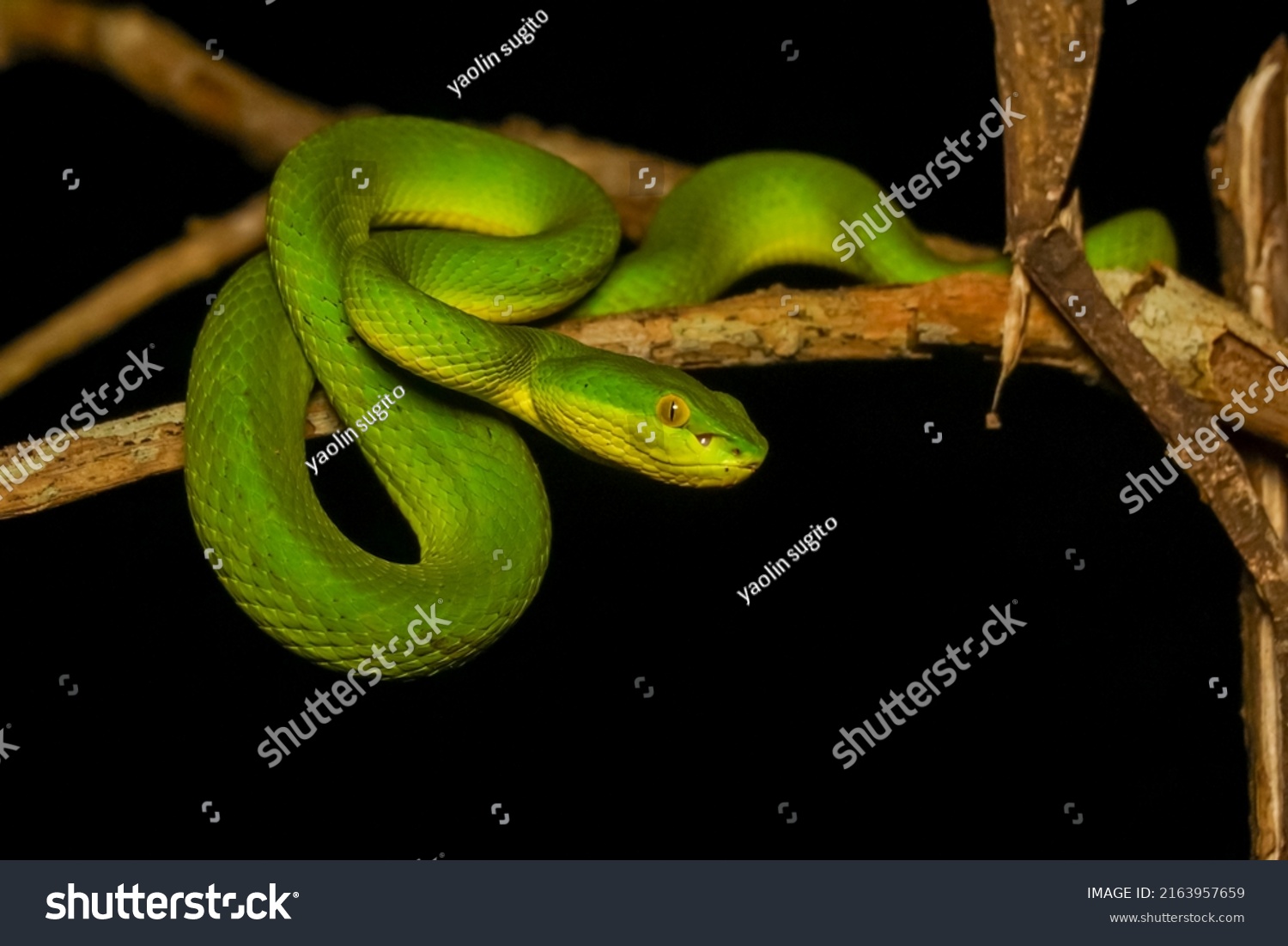 2,507 Species Pit Viper Images, Stock Photos & Vectors 