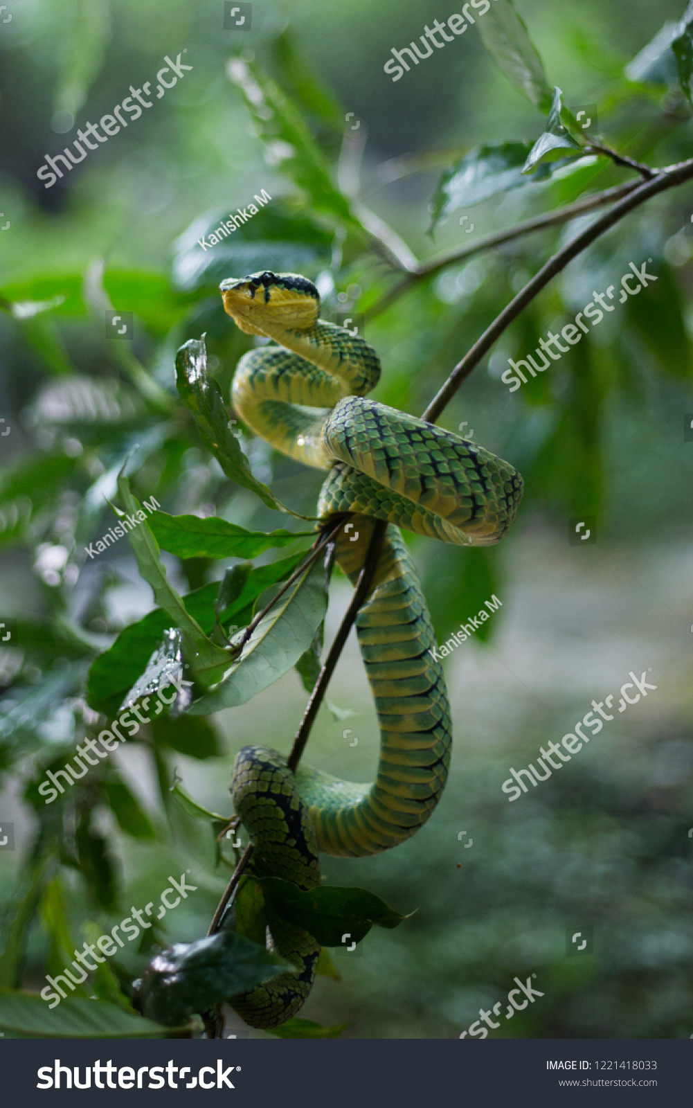 73件の Sri Lankan Pit Viper の画像 写真素材 ベクター画像 Shutterstock