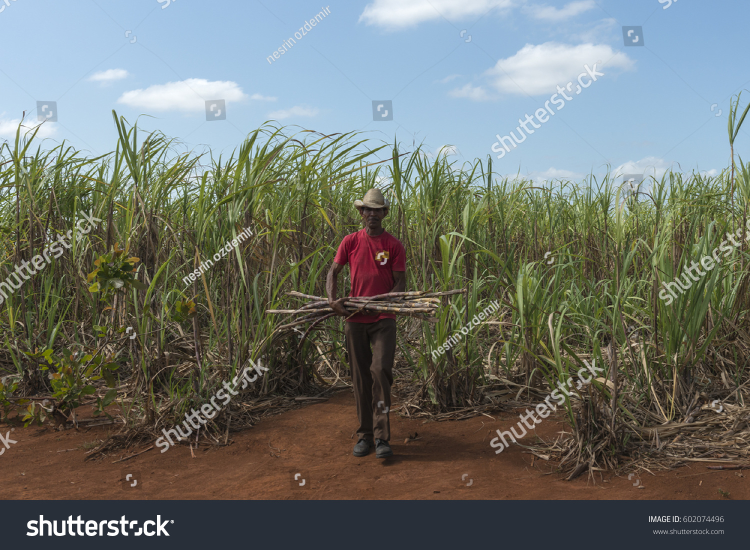 Cuban Farmer Working In Sugar Cane Field Cuban Farmer Working In Sugar Cane Field