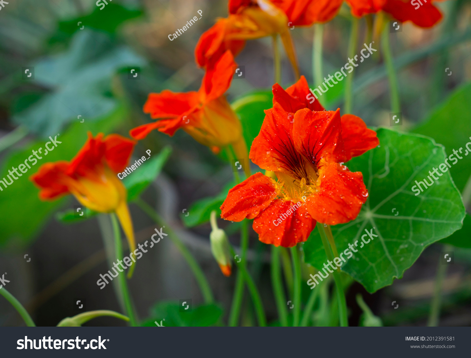 Cappuccini Images, Stock Photos &amp; Vectors | Shutterstock