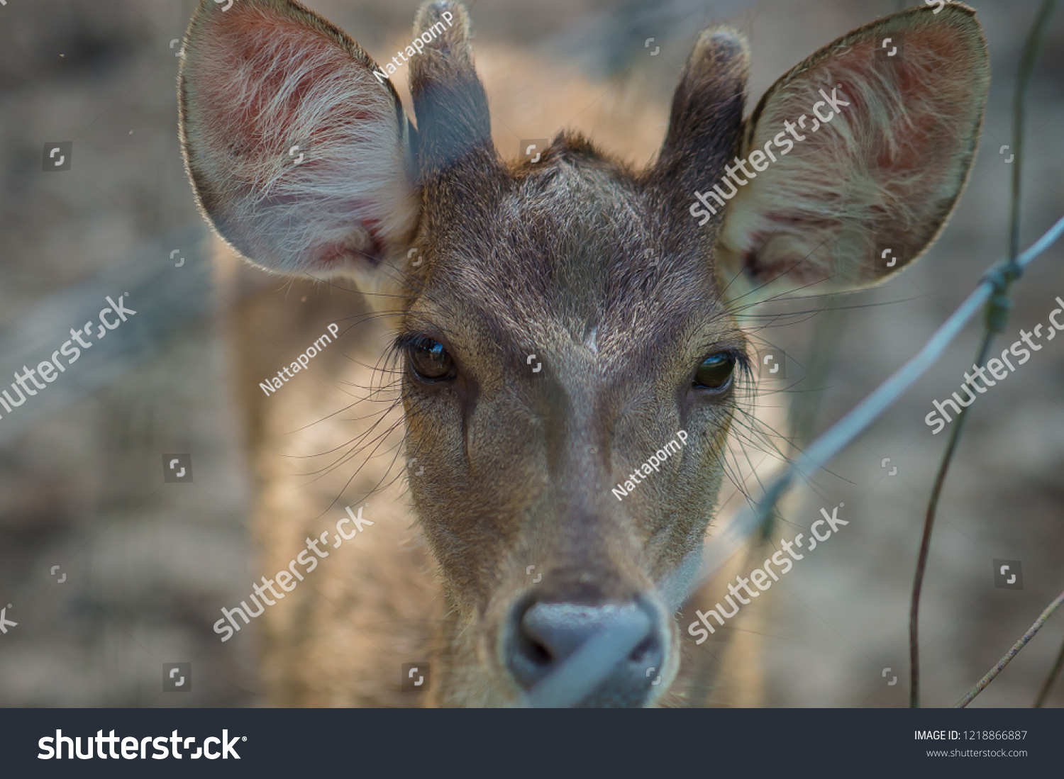 Trophy Whitetail Buck Deer Look Eyes Stock Photo (Edit Now) 1218866887