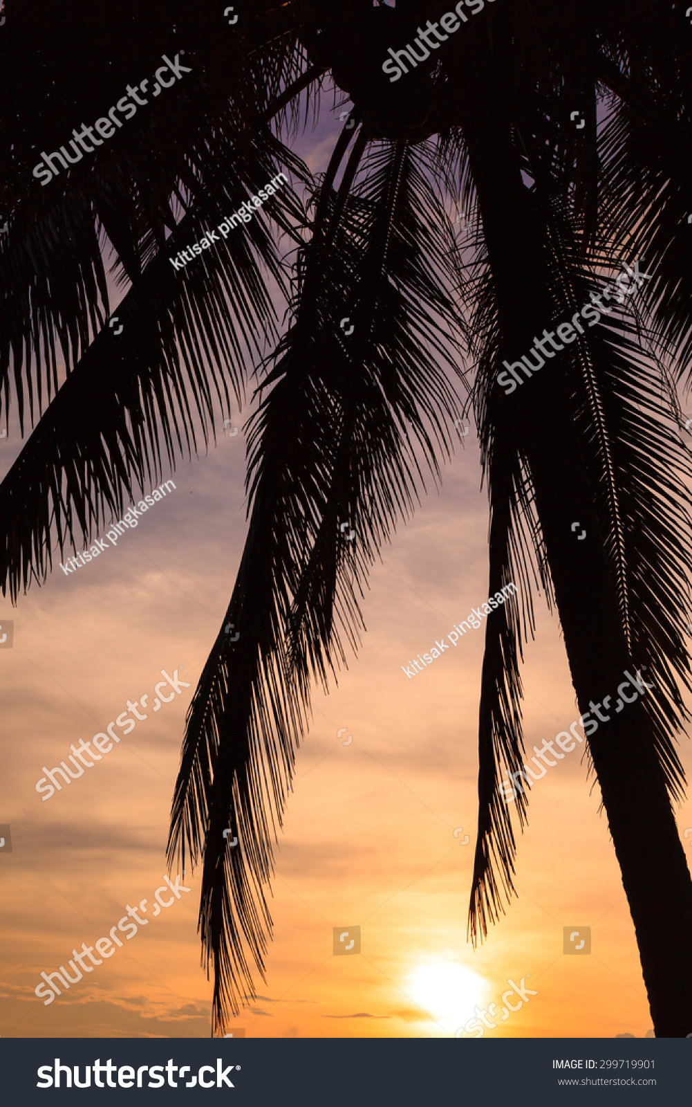 Tropical Beach Background Coconut Palm Tree Stock Photo 299719901 ...