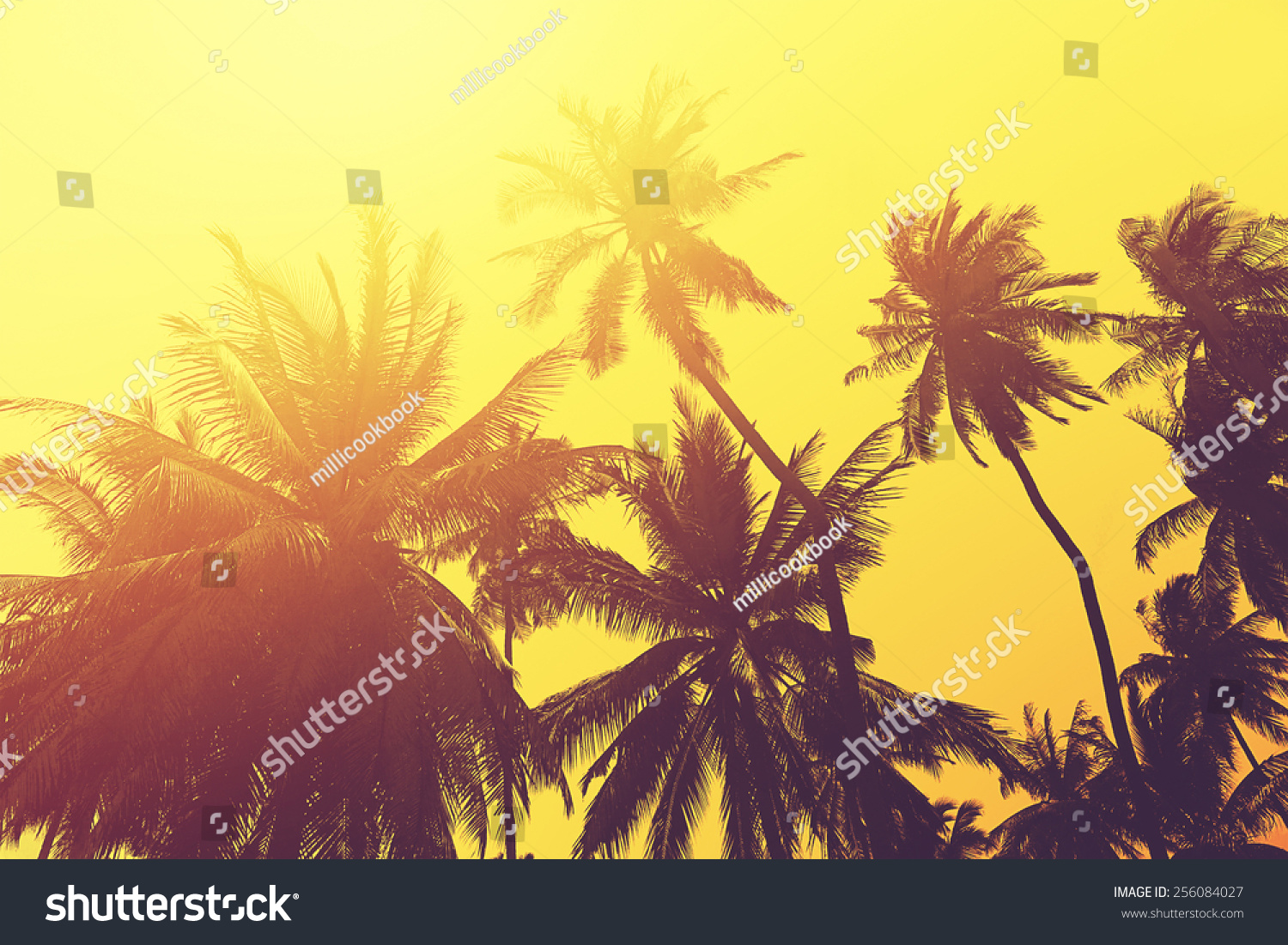 Tropical Beach Background Palm Tree Silhouettes Foto Stock 256084027