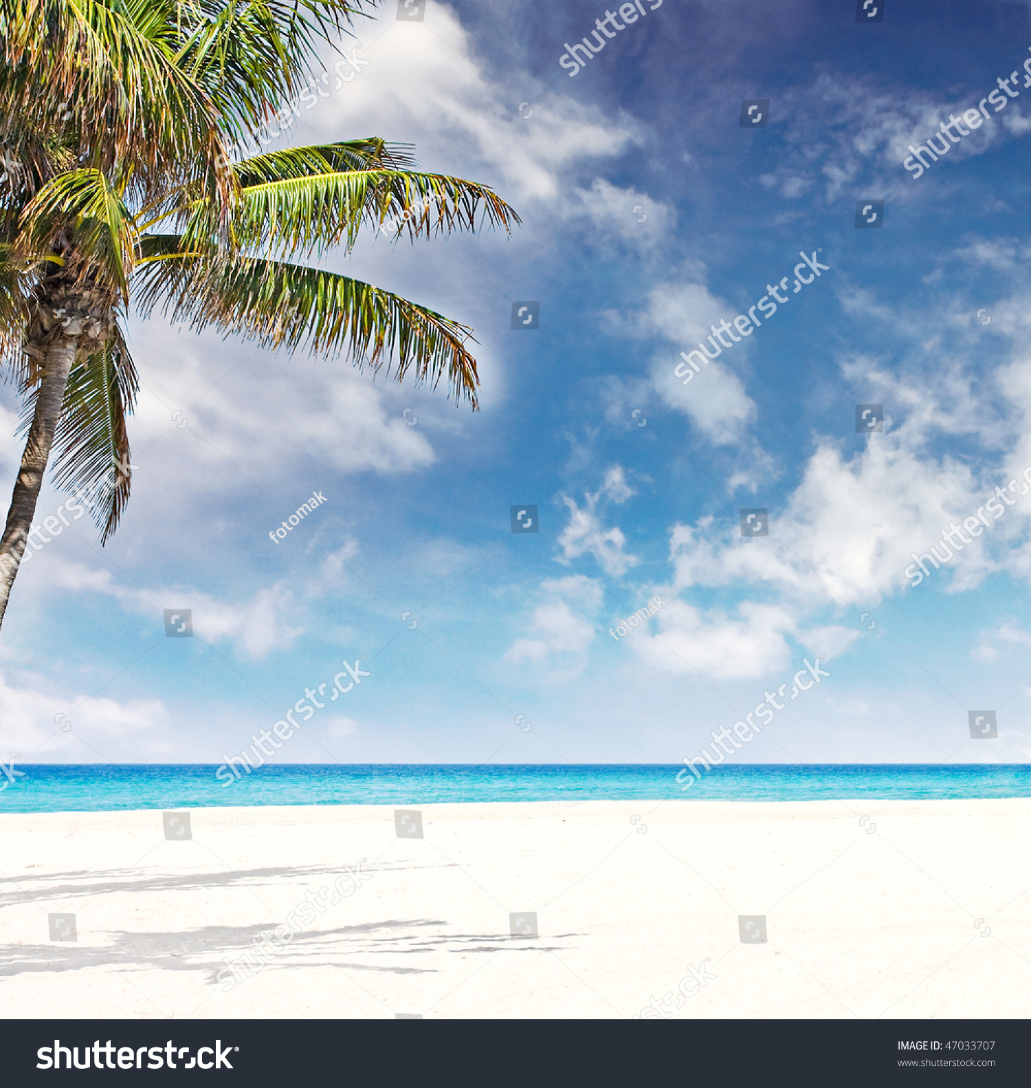 Tropical Beach In Miami Florida With Palm Trees Blue Sky, White Sand ...