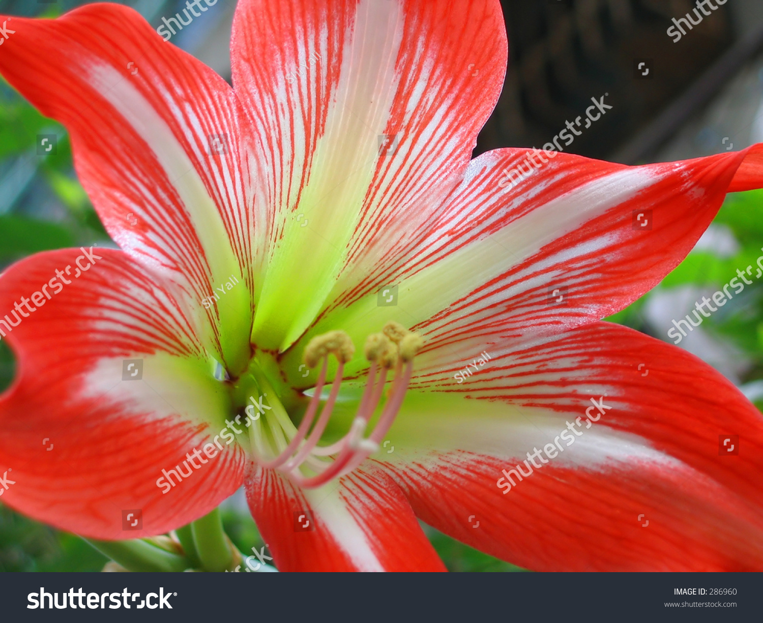 Tropical Chinese Orchid Stock Photo 286960 : Shutterstock