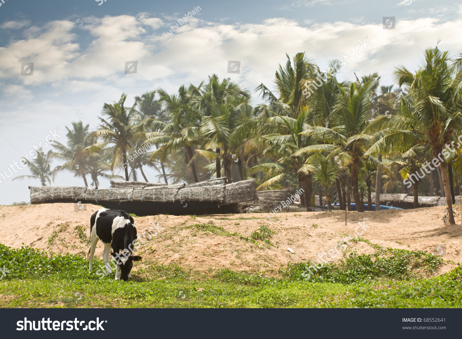 Tropical Cow Grazing Near Beach Fishing Stock Photo 68552641