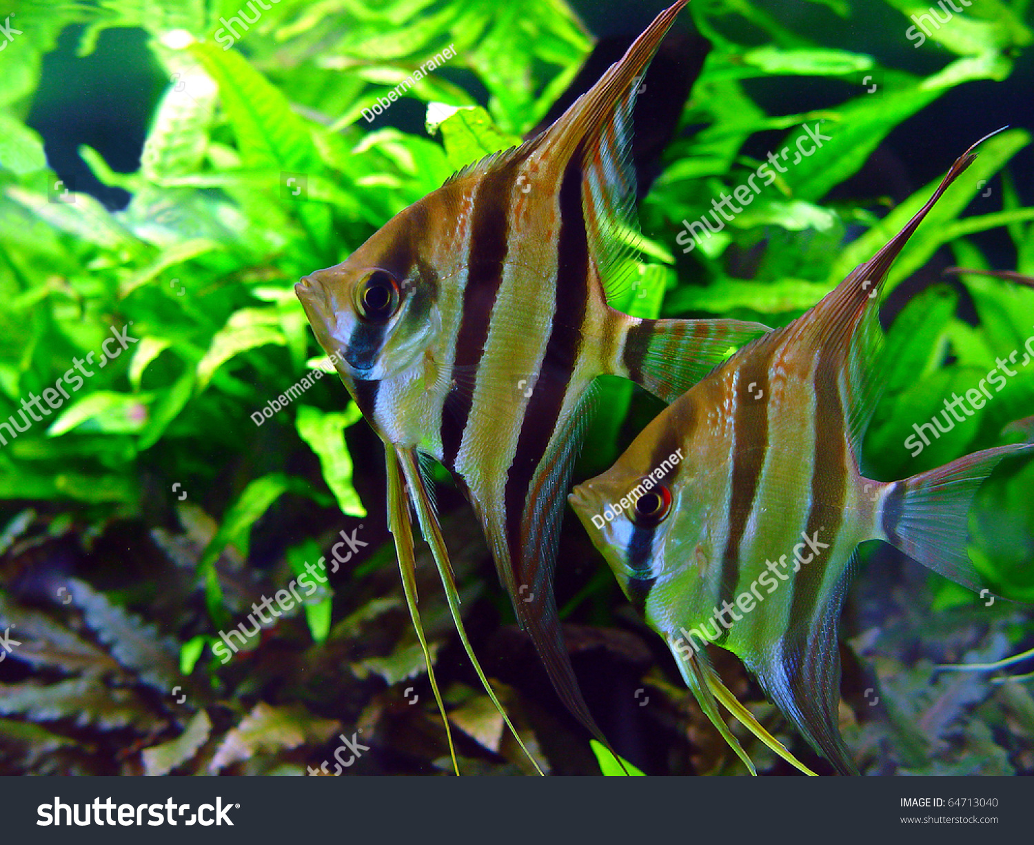 Tropical Fish Pterophyllum Scalare Altum Stock Photo 64713040 ...