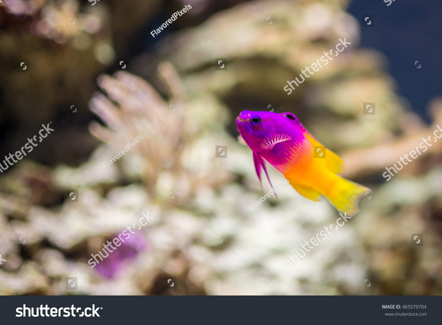 royal tropical fish