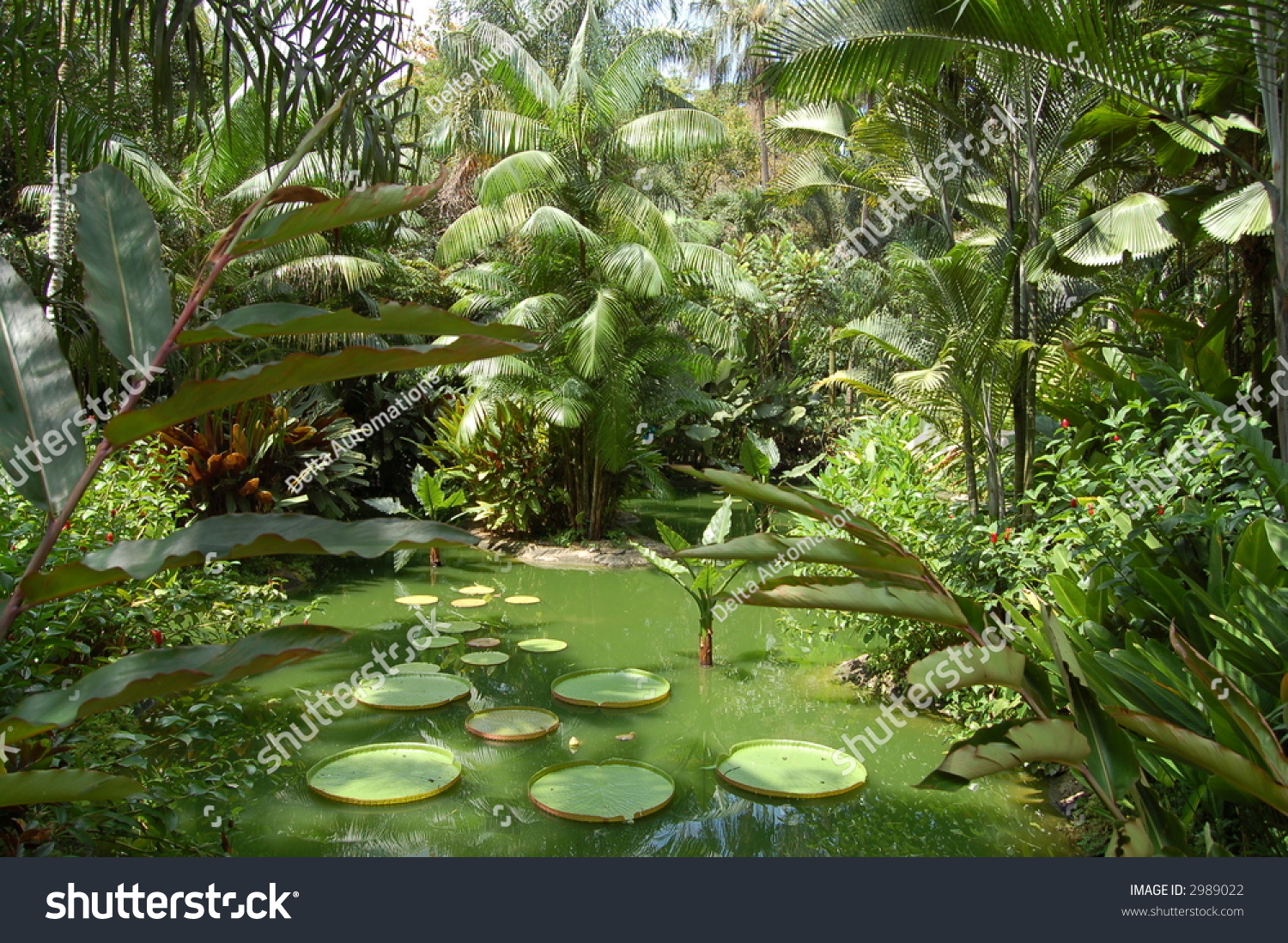 Tropical Garden Stock Photo 2989022 : Shutterstock