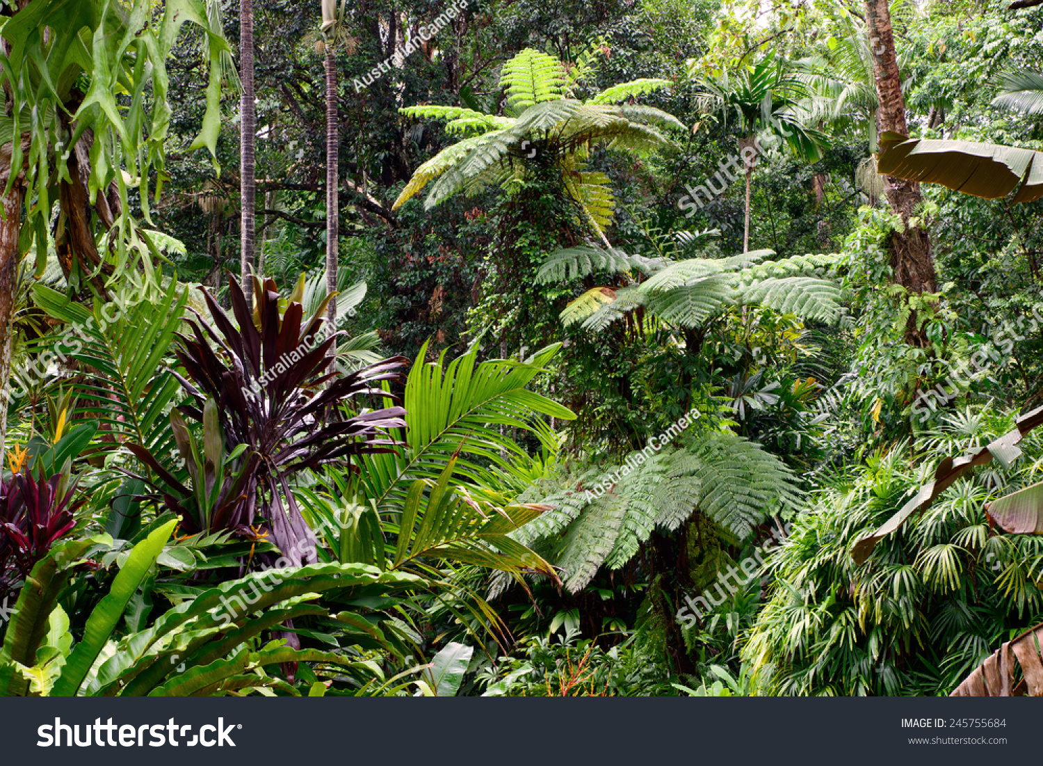 Tropical Garden, Cairns, Queensland, Australia Stock Photo 245755684 ...