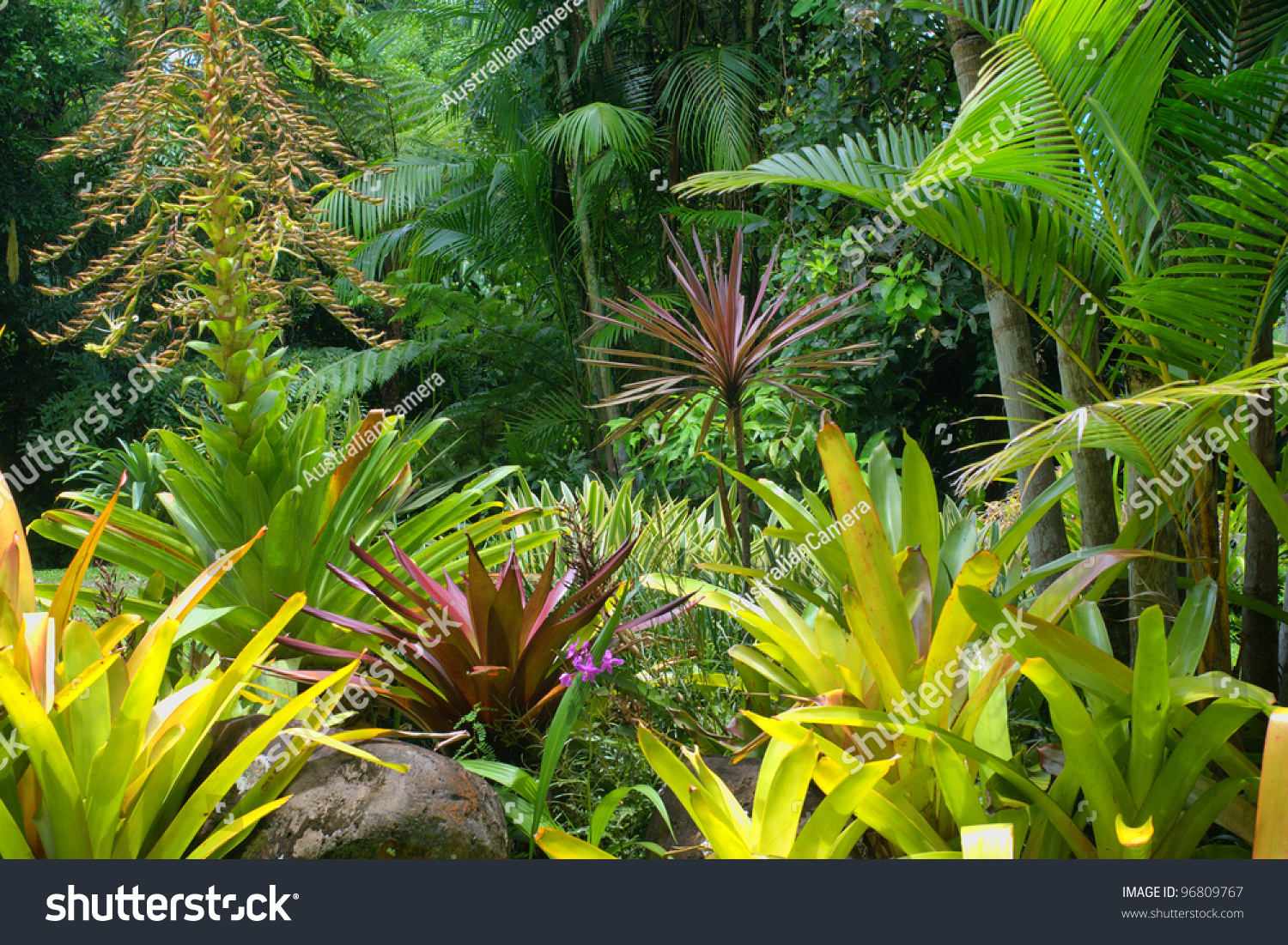 Tropical Garden Cairns North Queensland Australia Stock Photo 96809767 ...