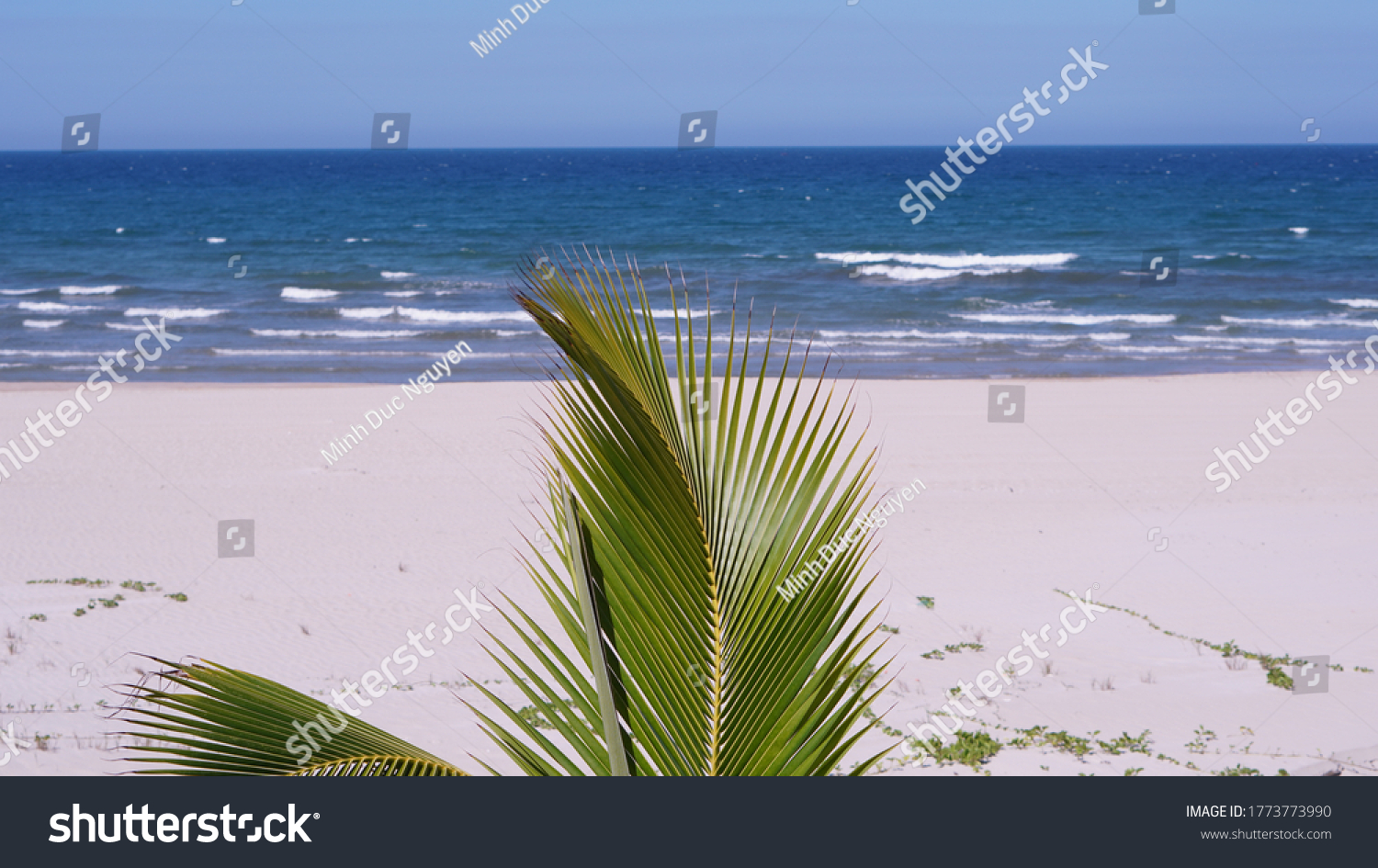 Tropical Palm Tree Waving Near Beach Stock Photo 1773773990 Shutterstock