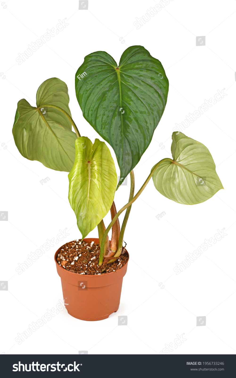 Tropical Philodendron Sodiroi Aff Houseplant Silver Stock Photo Edit Now 1956733246