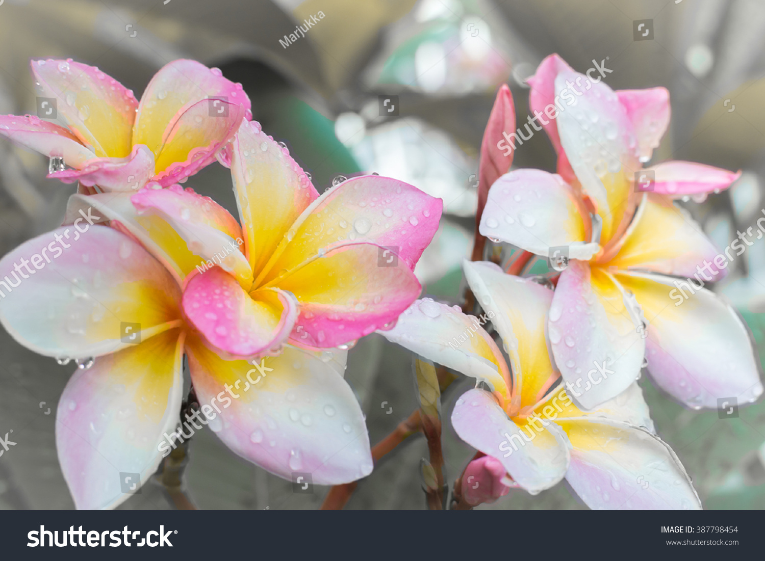 Tropical Pink White Yellow Flowers Growing Stock Photo Edit Now 387798454