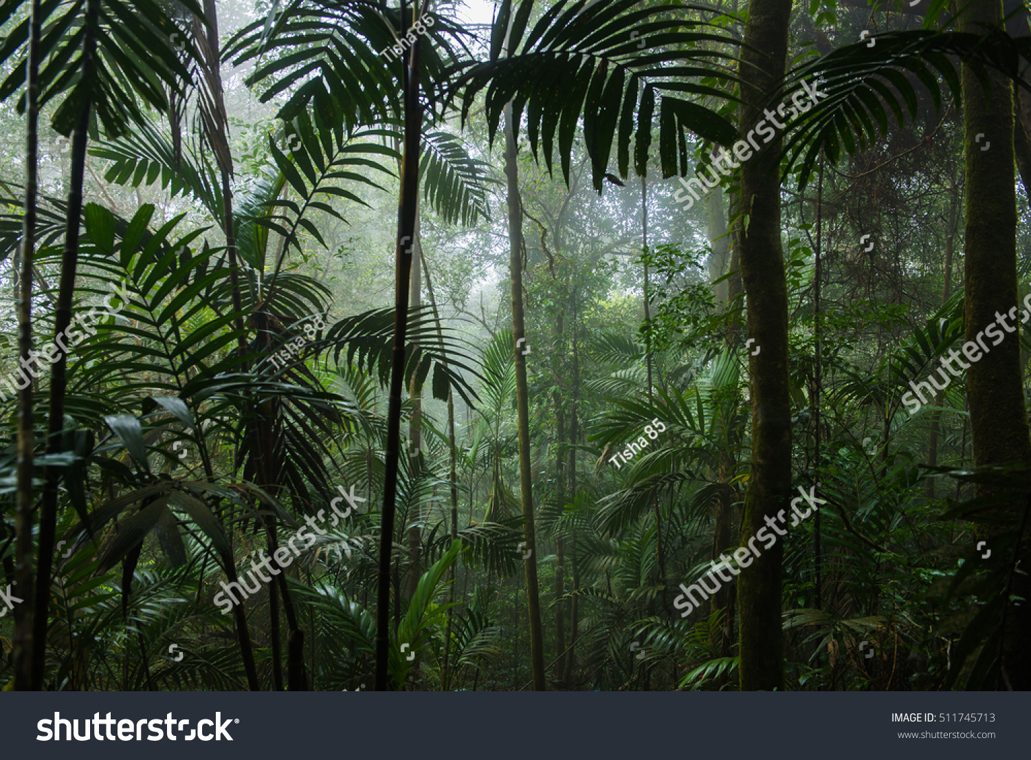 Tropical Rainforest Landscapetropical Forestforest Stock Photo ...