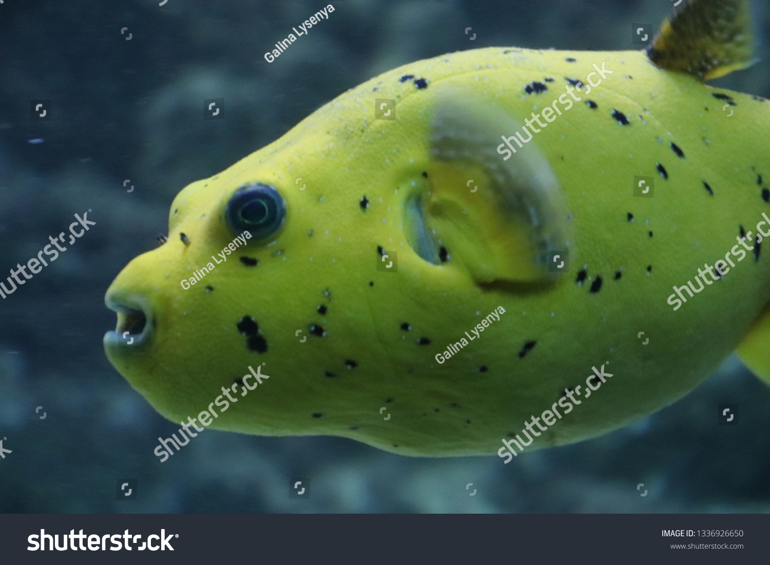 yellow blowfish