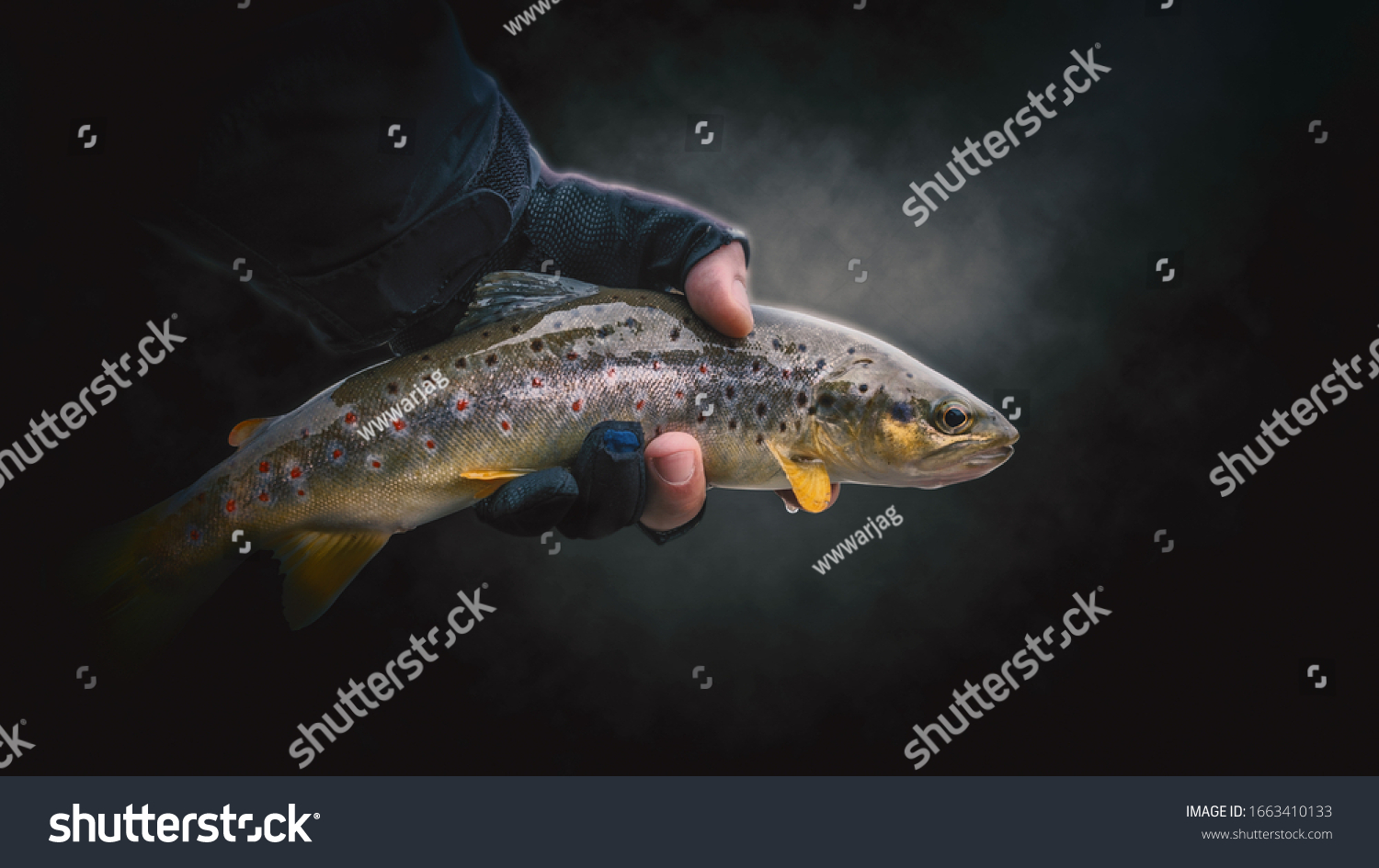 2,109 Brown trout close up Stock Photos, Images & Photography