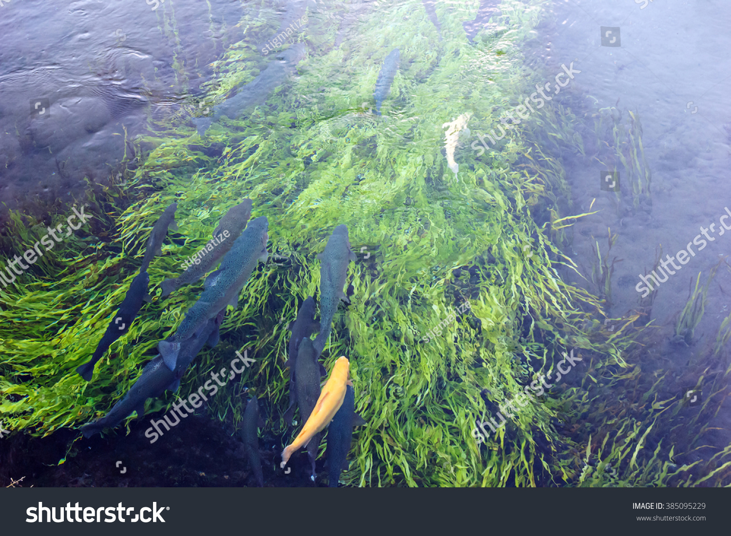 Trout Swimming Pond Oshino Hakkaijapan Stock Photo Edit Now 385095229