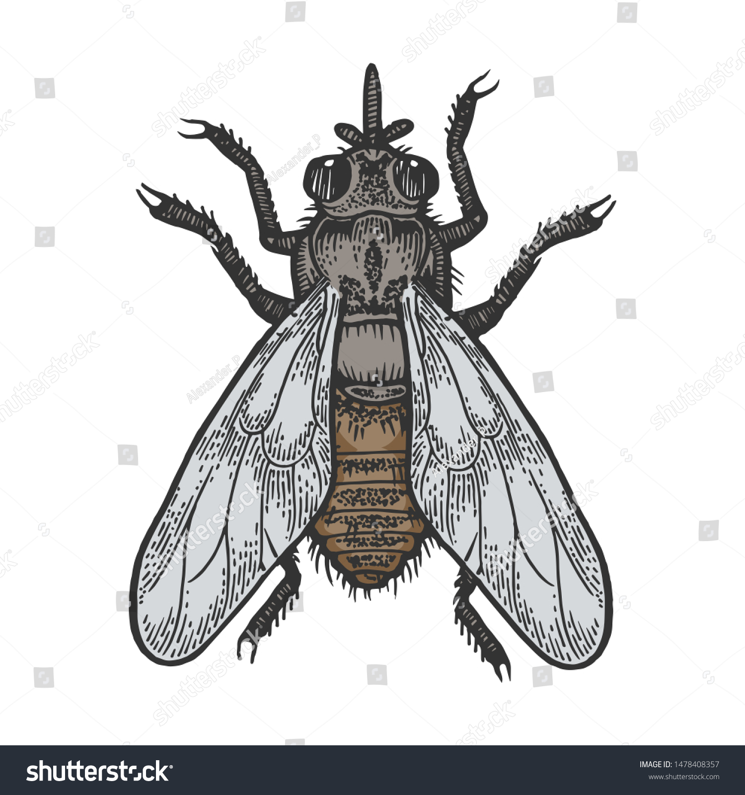 Tsetse Fly Insect Color Sketch Engraving Stock Illustration 1478408357 ...