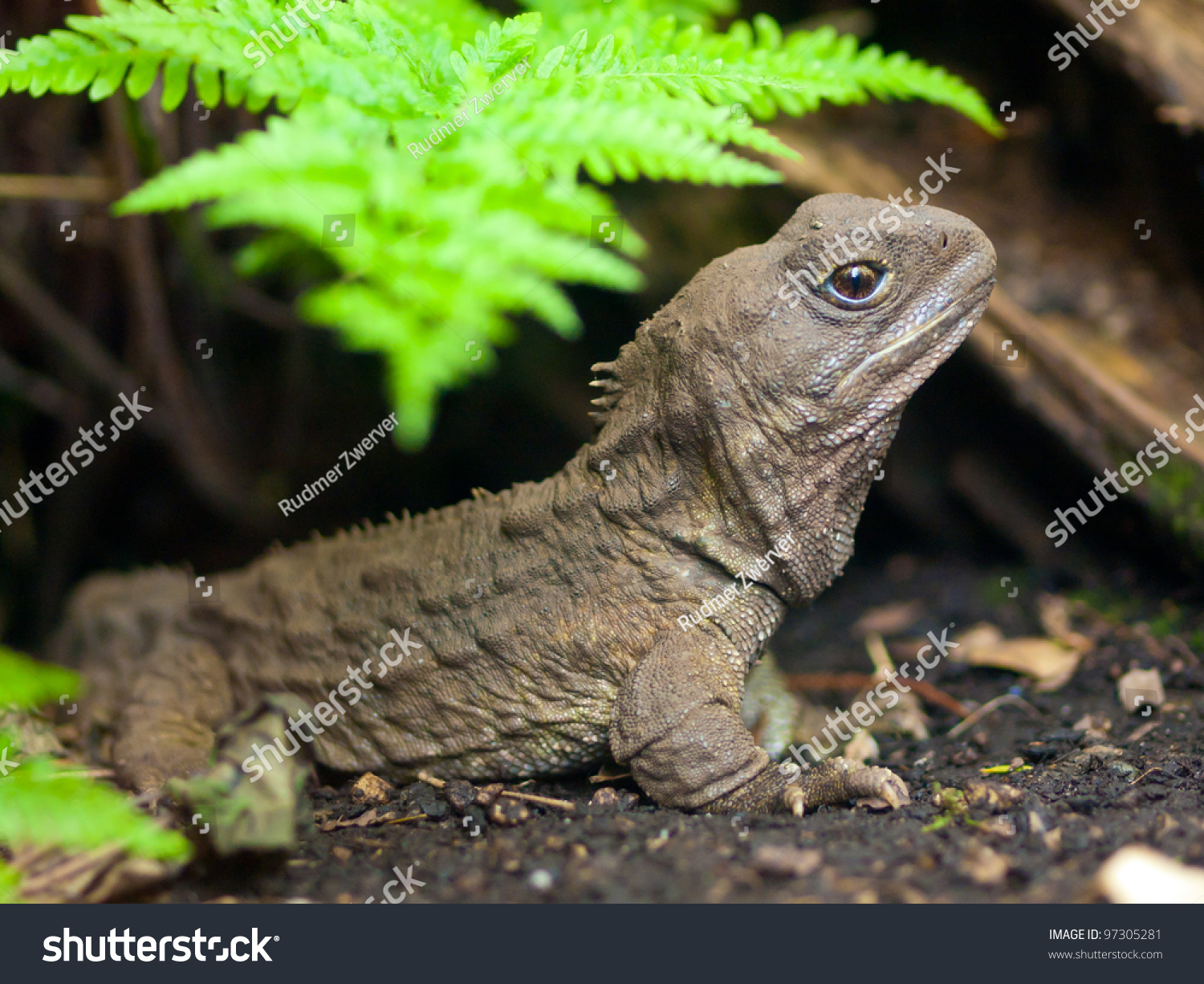 Tuatara, Also Known As The Living Fossil, Is A Native Reptile Of New ...