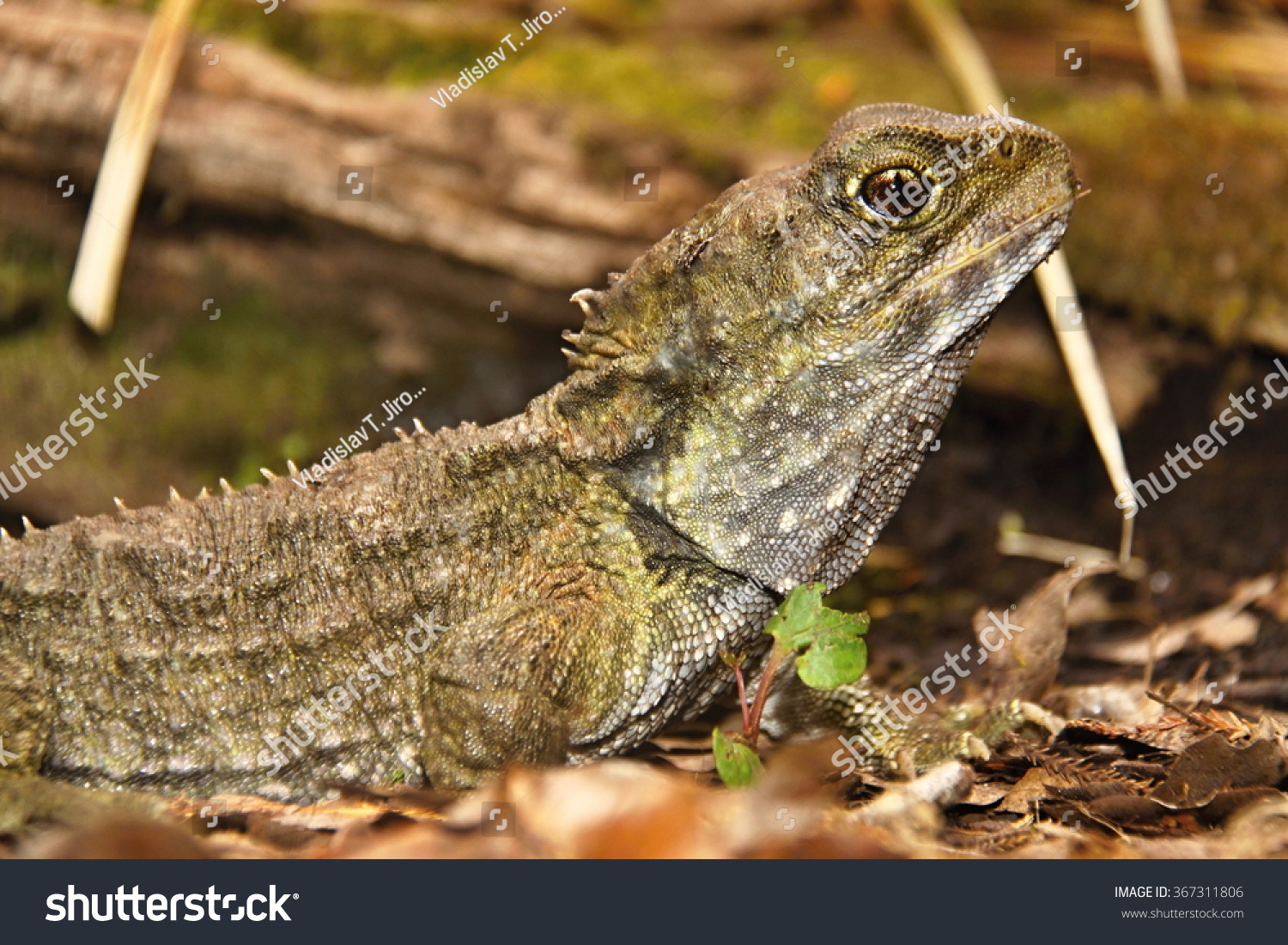 Tuatara,Sphenodon Punctatus,Rare Living Fossil, New Zealand Stock Photo ...