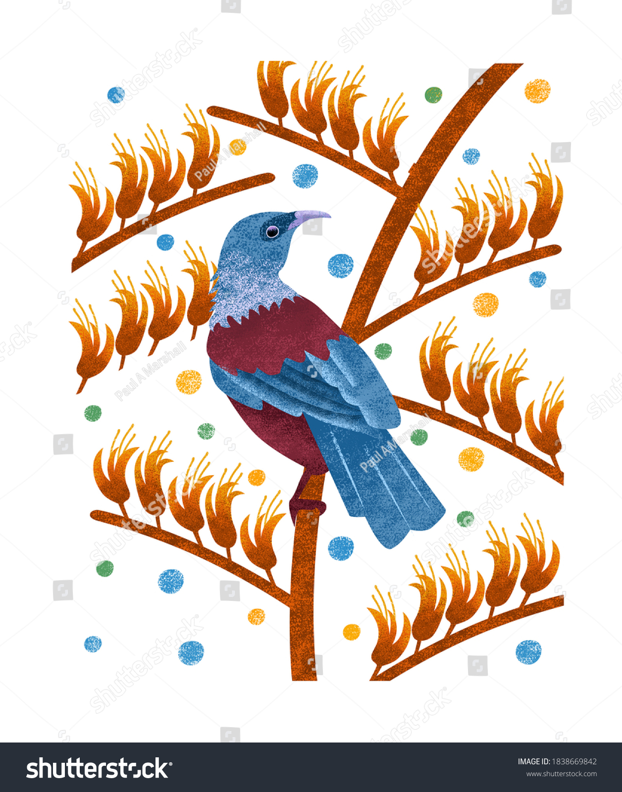 tui bird clipart template