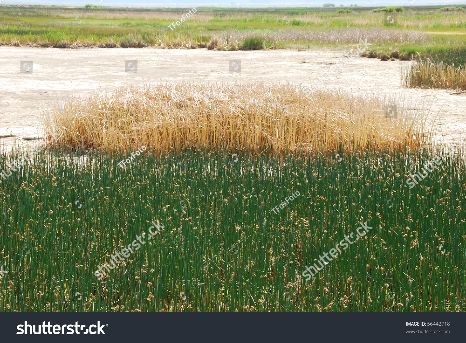 Tule And Reed Grass Or Sedge At The Edge Of The Summer Lake Marsh Area ...