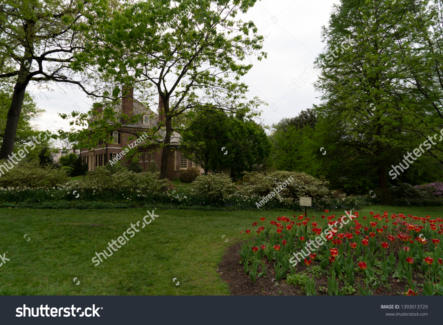 Tulip Blossom Baltimore Sherwood Gardens Maryland Stock Photo