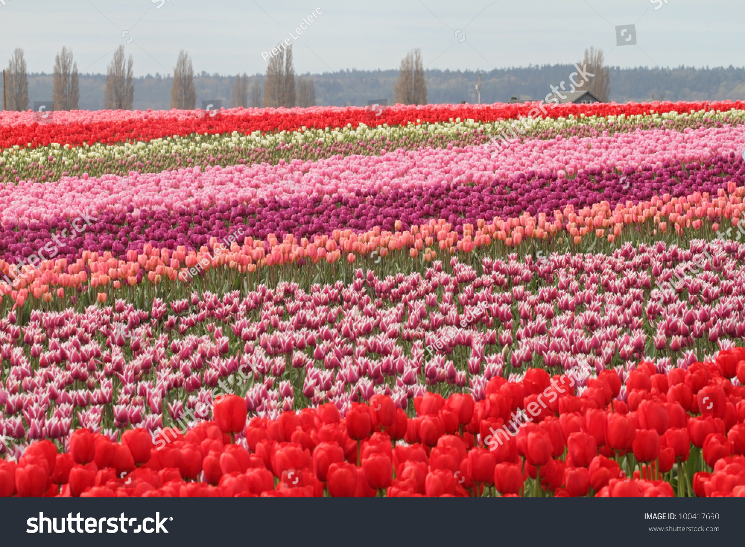 768 Mount vernon tulip festival Images, Stock Photos & Vectors ...