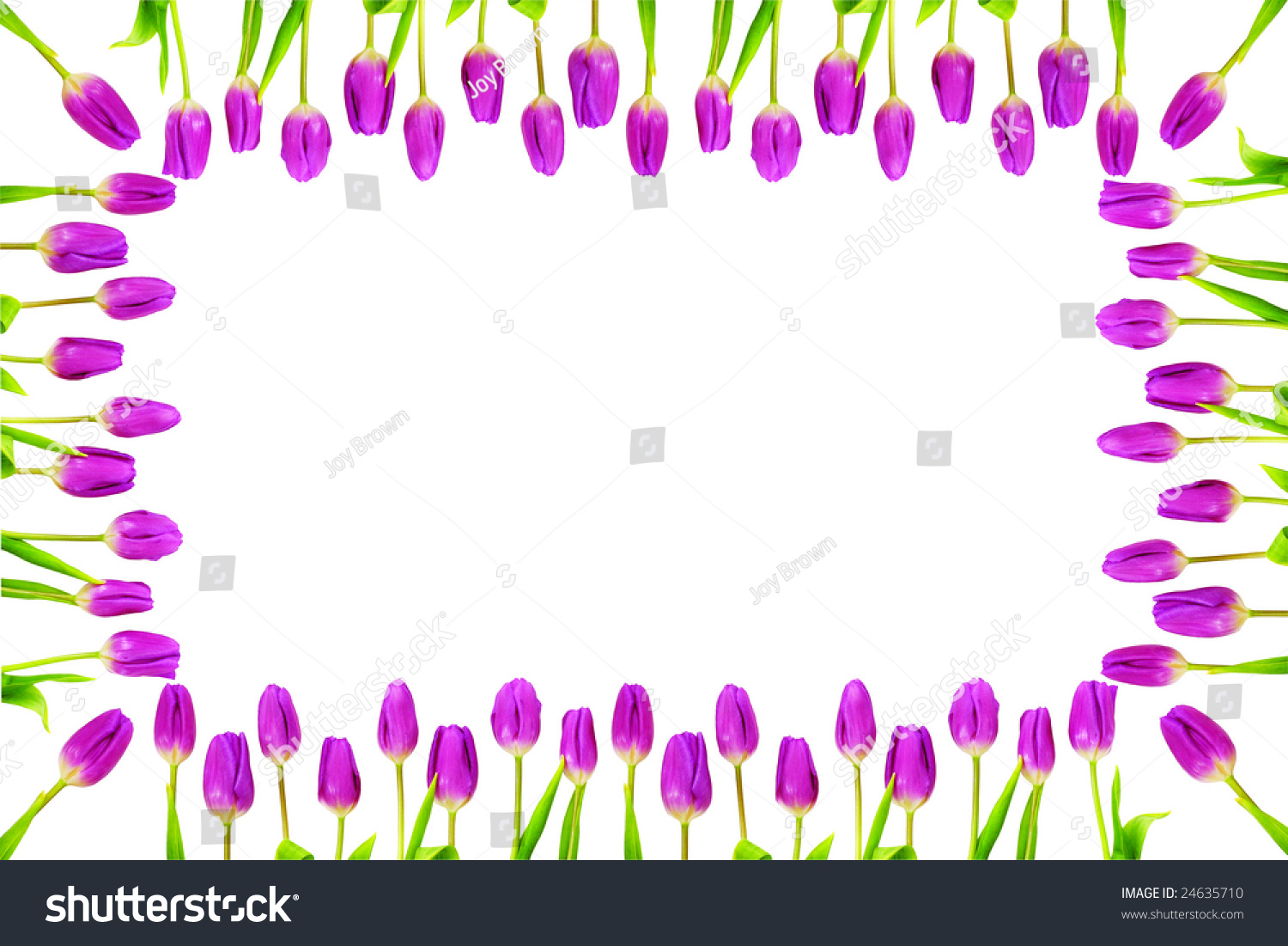 Tulip Frame Border Stock Photo 24635710 - Shutterstock