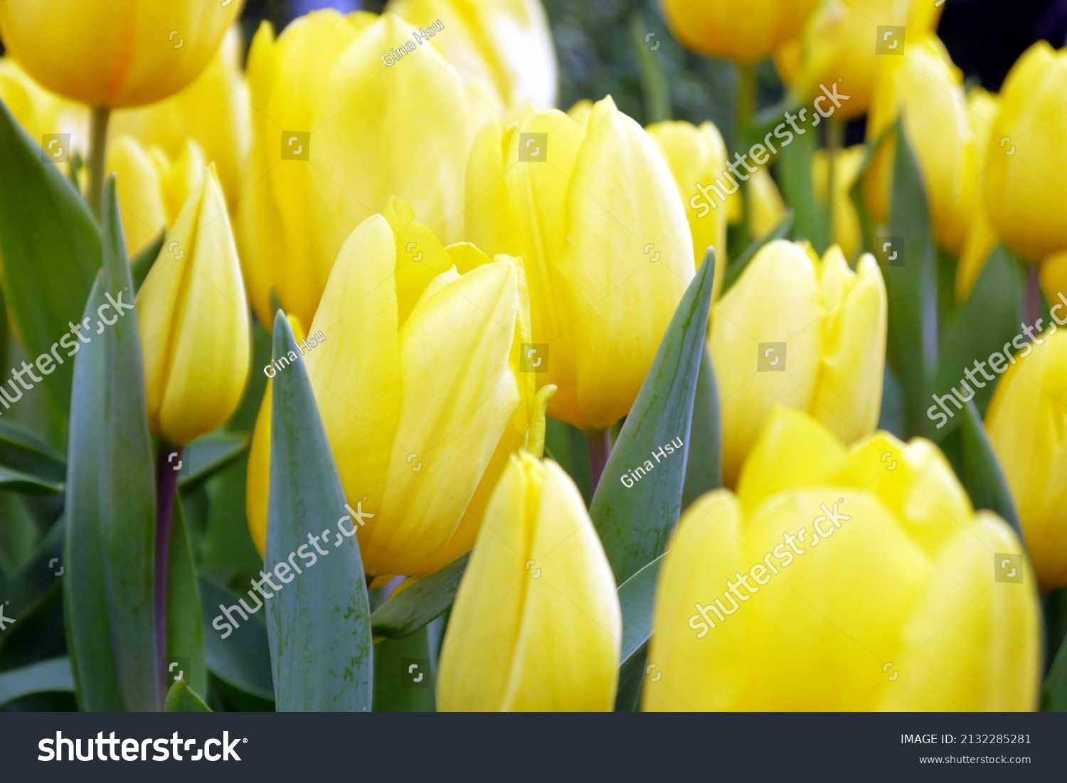 11,256 Yellow tulip in sunshine Images, Stock Photos & Vectors ...