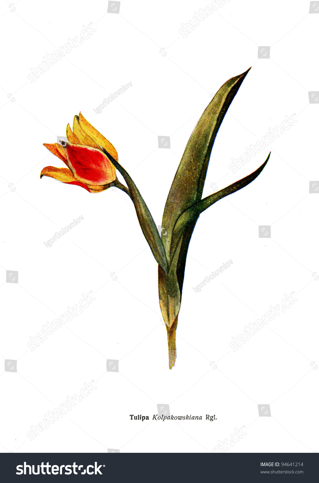 Tulipa Kolpakowskiana Rgl Illustration Book Species Stock Photo Edit Now 94641214
