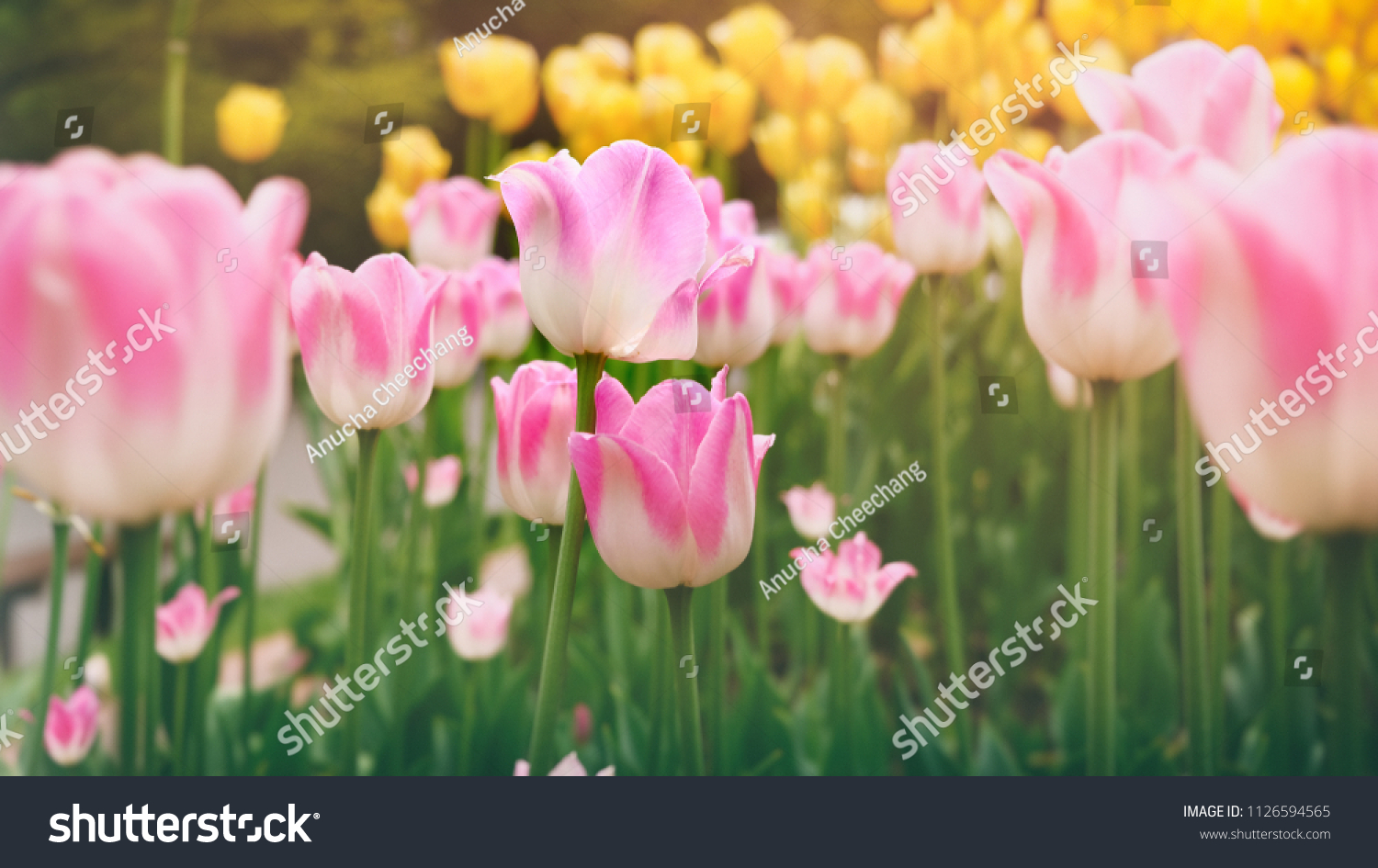 Tulips Flower Tulip Field Abstract Classic Stock Photo Edit Now