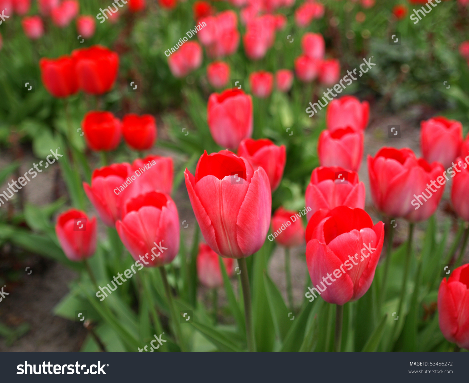 Tulips Flower Plantae Angiosperms Monocots Liliales Stock Photo 